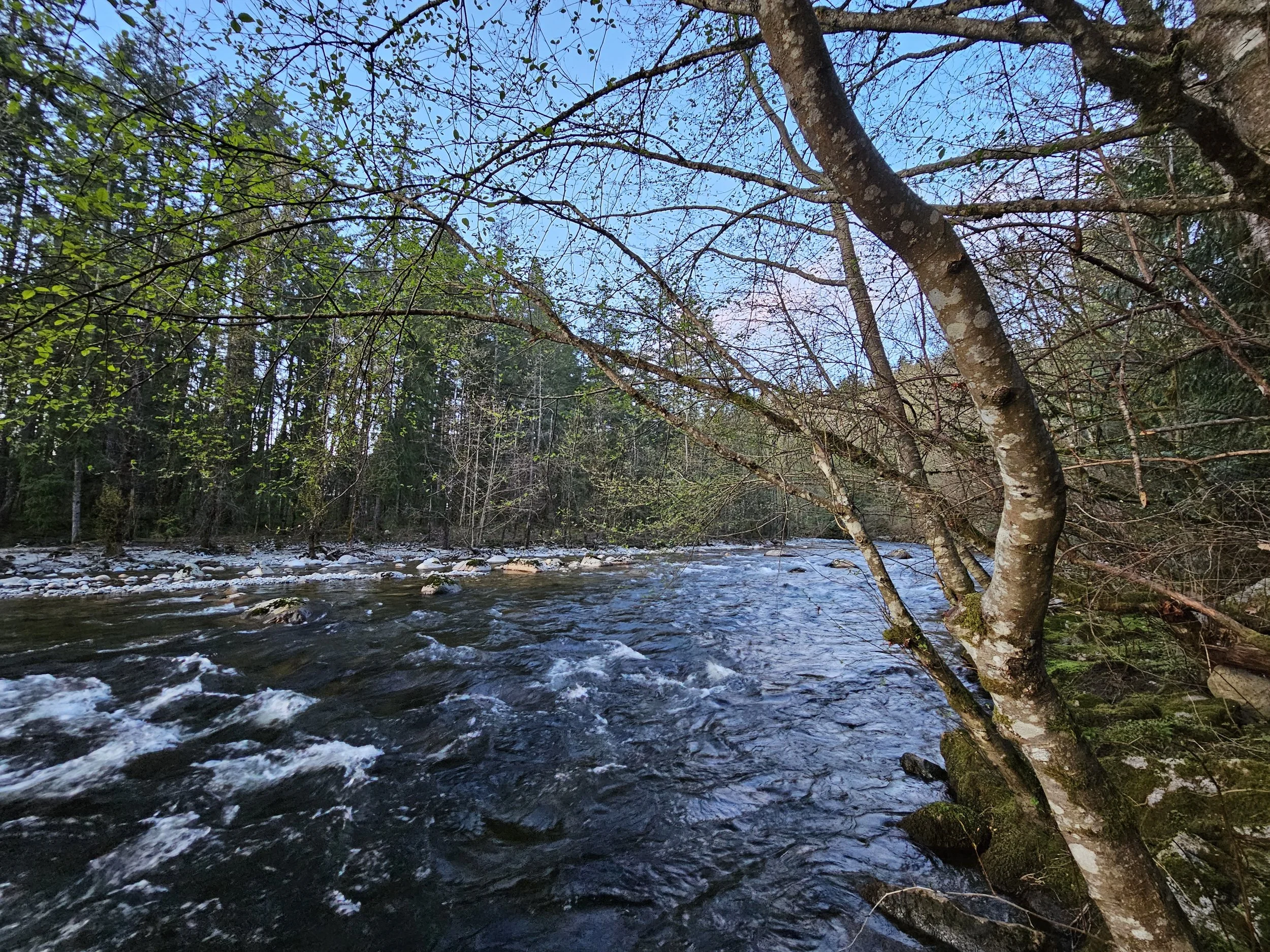 A mountain stream running through a forest with trees on the riverbank and blue sky visible overhead.