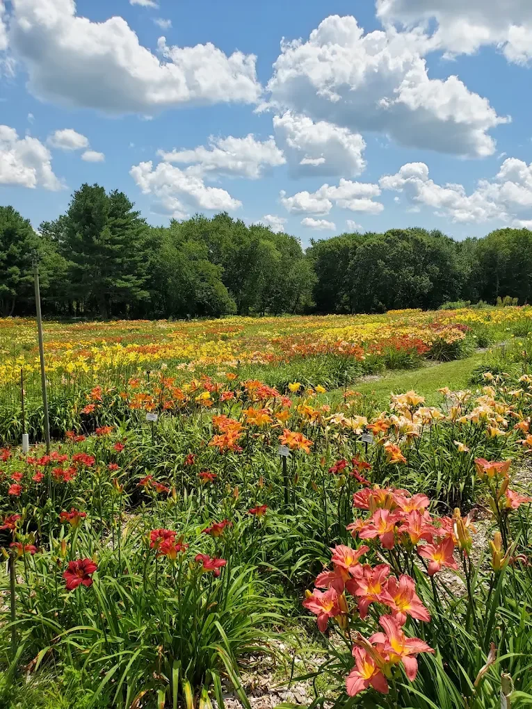 rehoboth-ma-open-land-flower-fields-new-england.webp