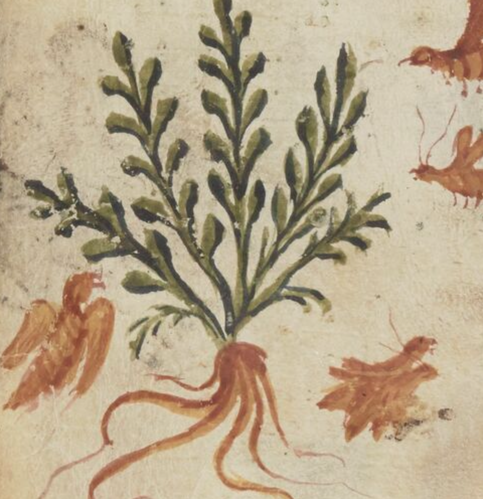 Illustration d'une plante avec racines visibles, entourée de petites figures d'animaux, possiblement de jeunes animaux ou des insectes.