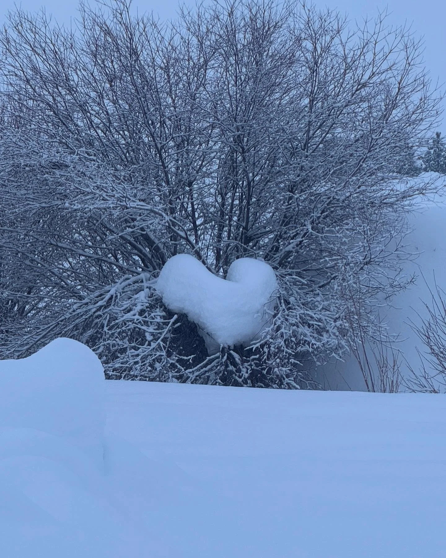 A sign. A message. Nature talk. Snow has its own language. The best language. Listening bring joy❤️