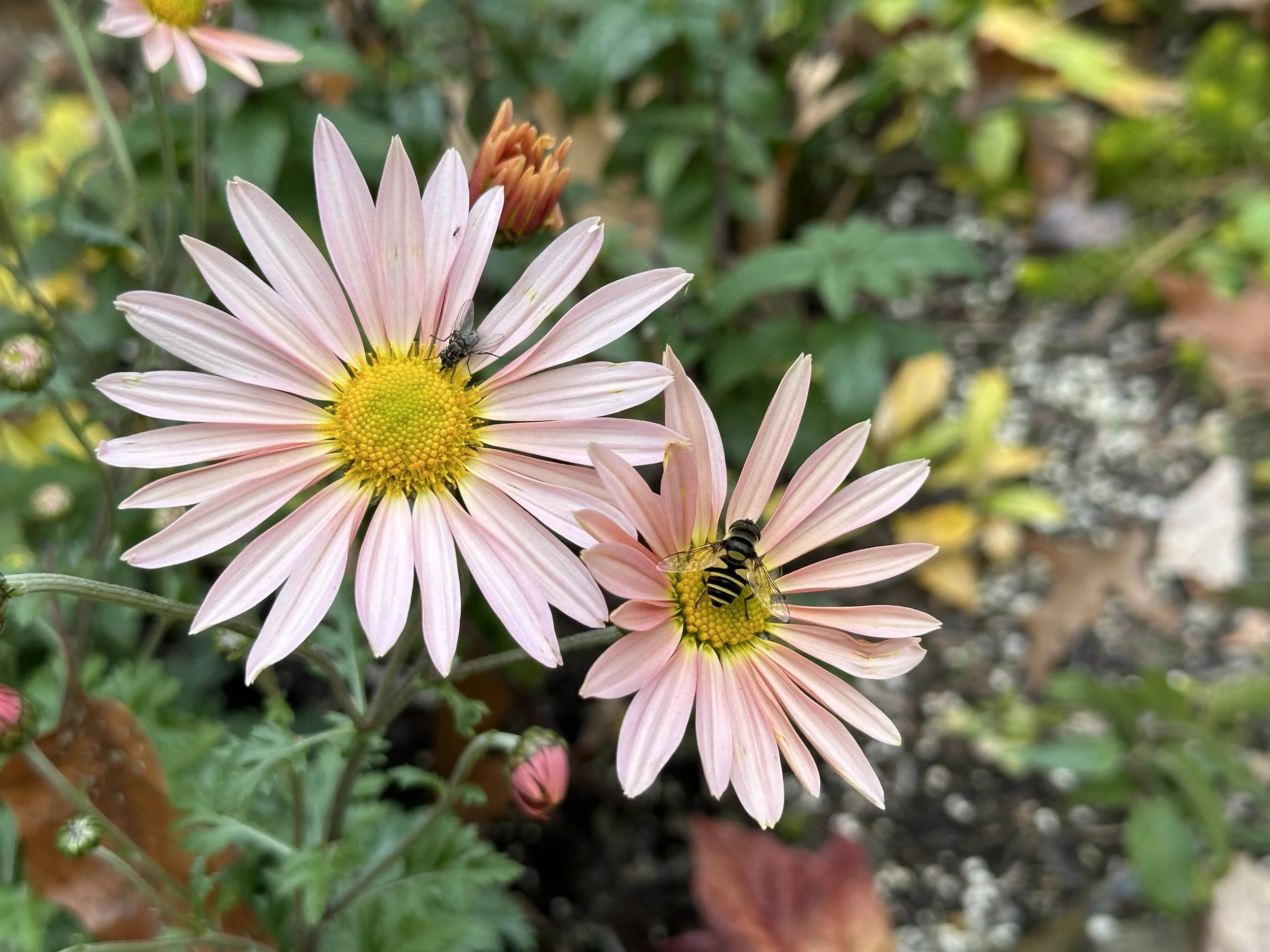 Close-up of pink daisies with yellow centers, with a bee and a hoverfly on the flowers, surrounded by green foliage.