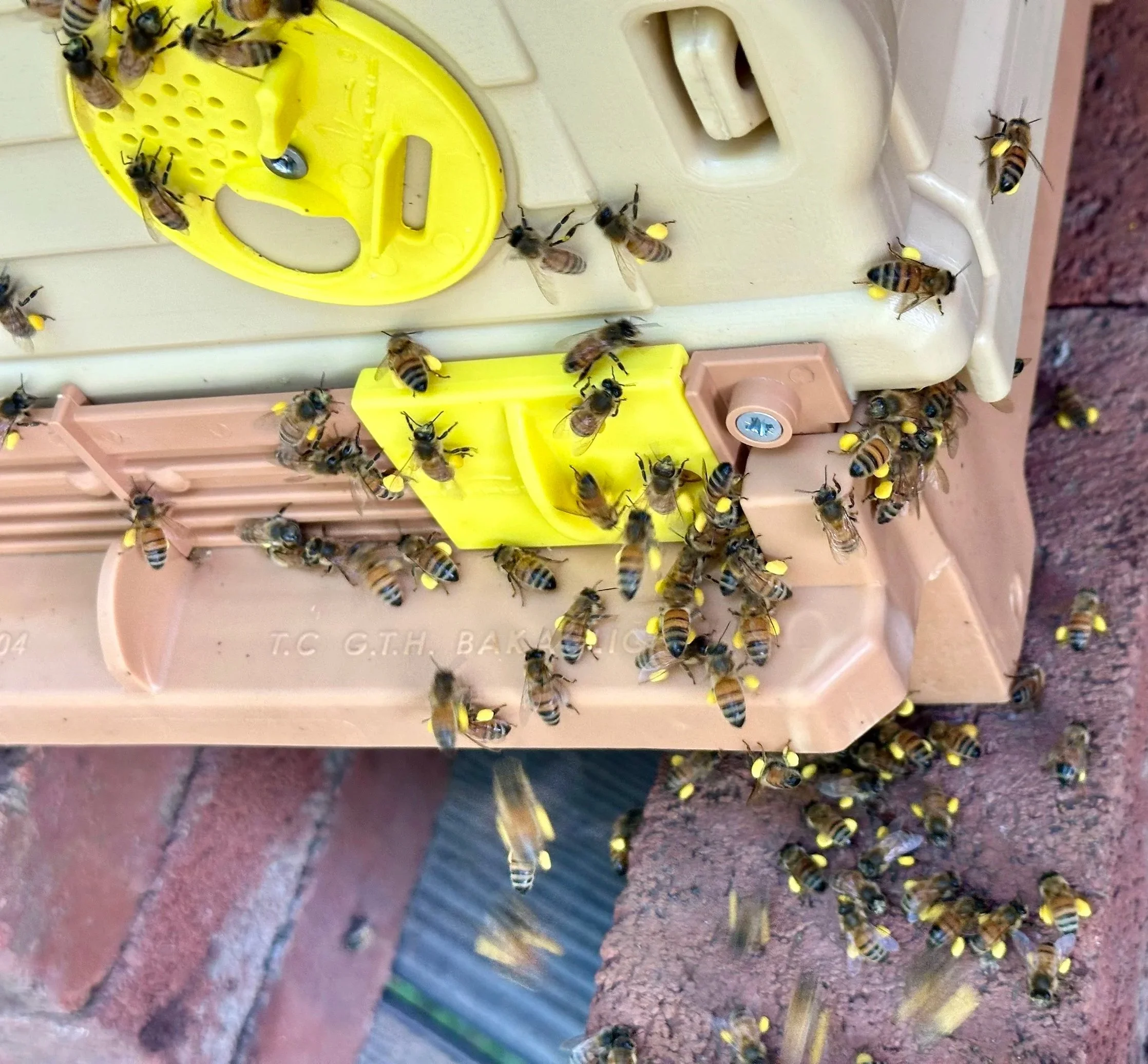 Honey bees gather around and on a yellow and pink beekeeping hive box during daytime.