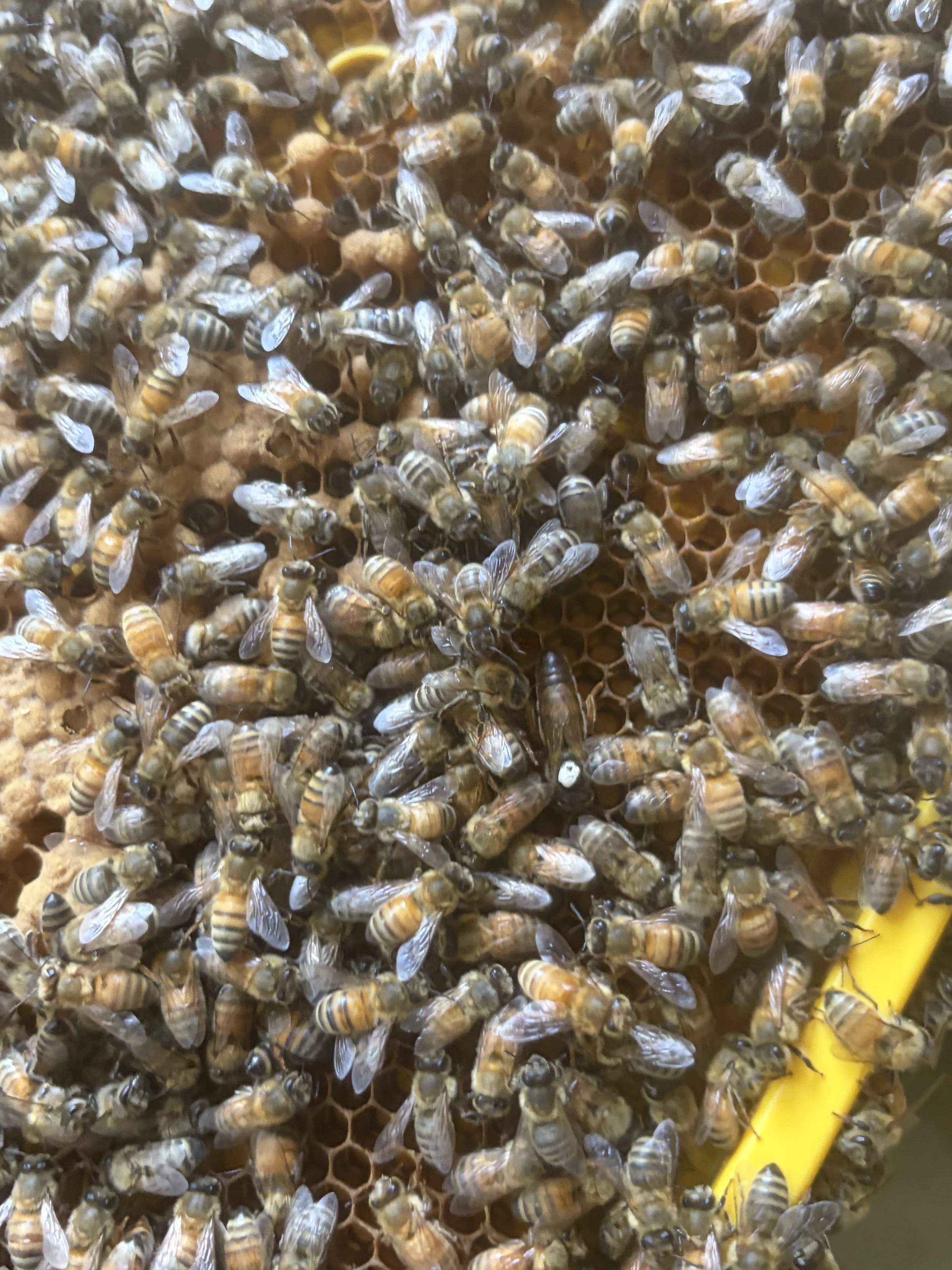 Close-up of a honey bee hive, showing numerous worker bees on honeycomb with some bees inside cells and a yellow plastic piece visible on the side.