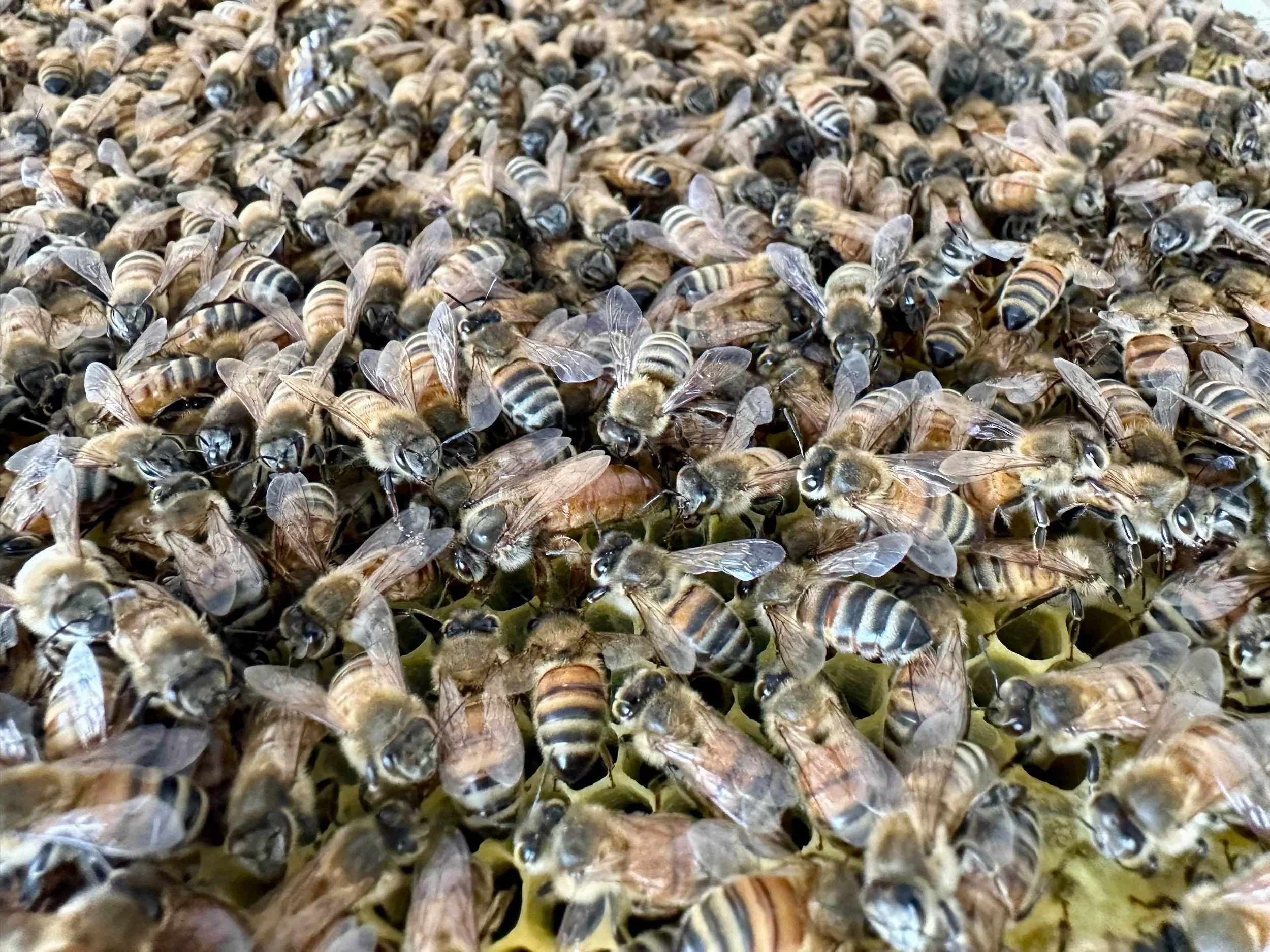 Close-up of a large group of bees clustered together.