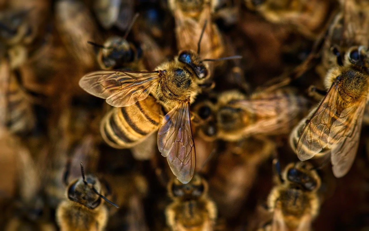 Close-up of honeybees on a hive, showing one bee with transparent wings in focus.