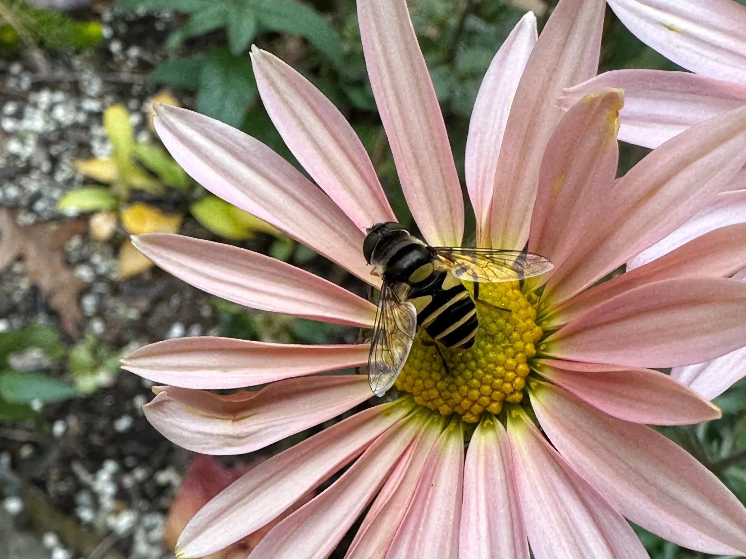 Close-up of a pink daisy flower with a black and yellow bee on its yellow center.