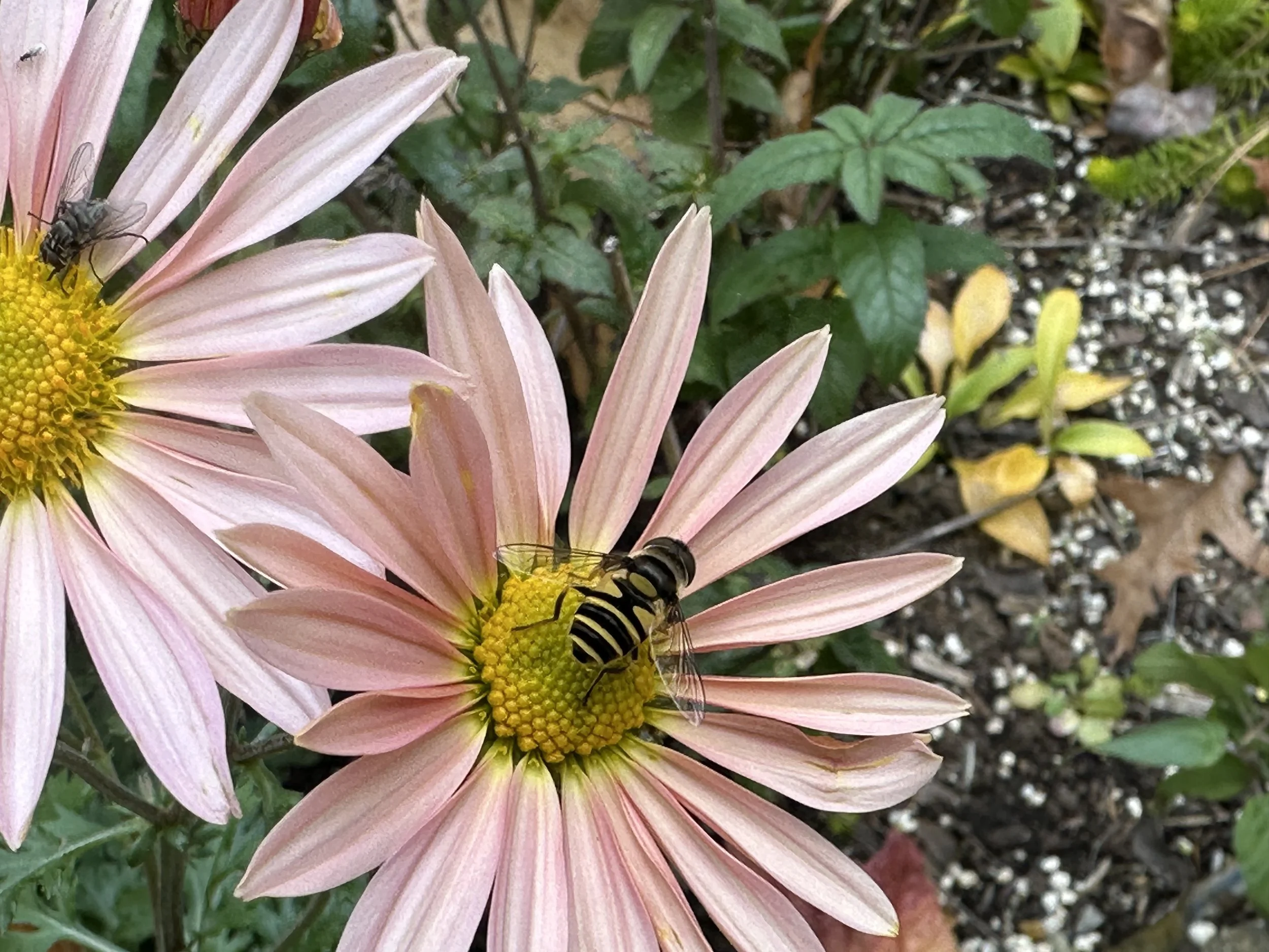 A close-up of a pink daisy-like flower with a yellow center, with a bee on it, surrounded by green leaves and soil.