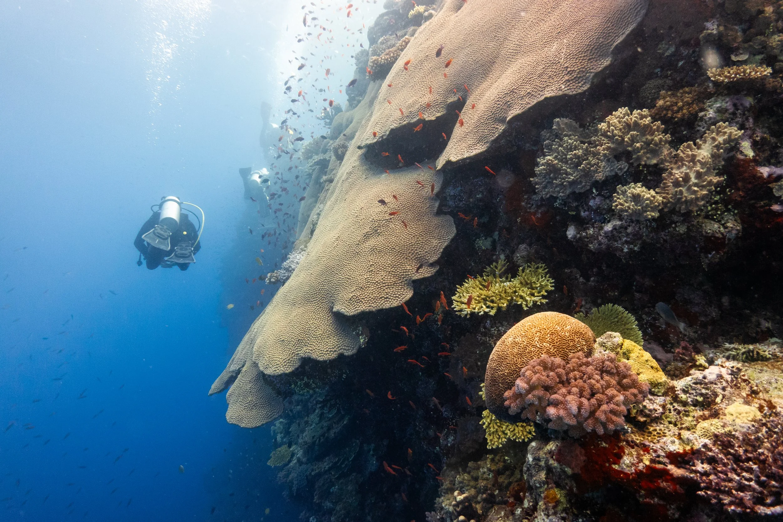 Underwater scene with coral reef and two scuba divers exploring the vibrant coral and fish.