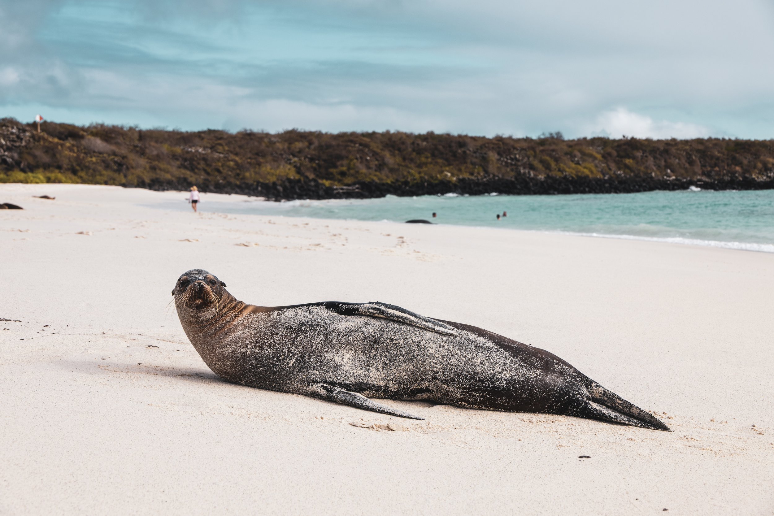 Galapagos Islands sea lion relaxing on the beach
