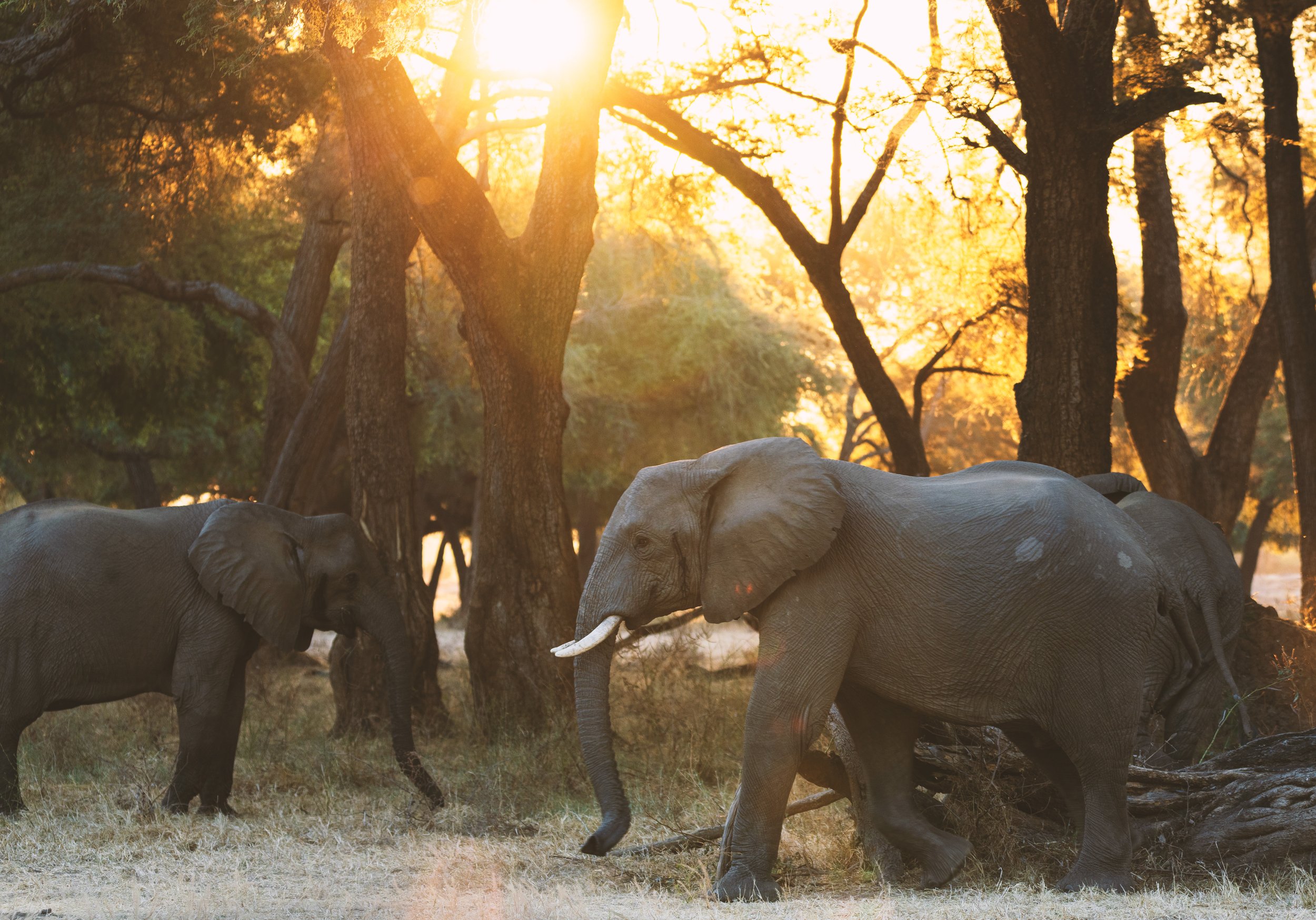 Two elephants walking through a forest at sunset, with tall trees and golden light filtering through the leaves.