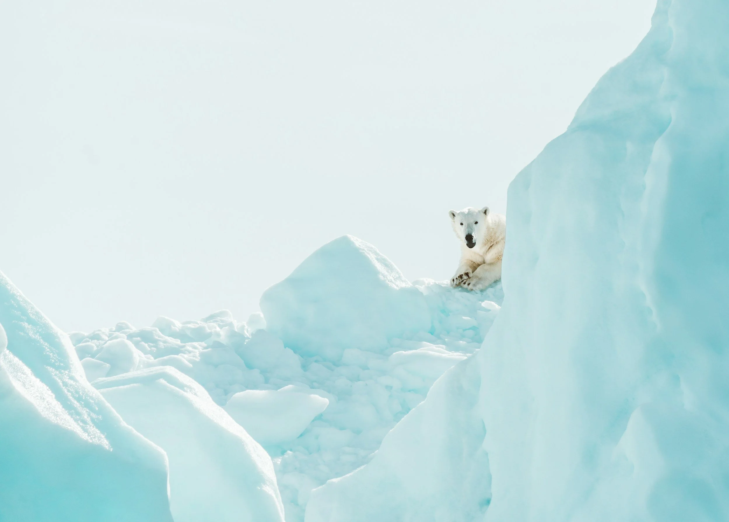 A polar bear resting on a snowy or icy landscape with large ice formations in the background.