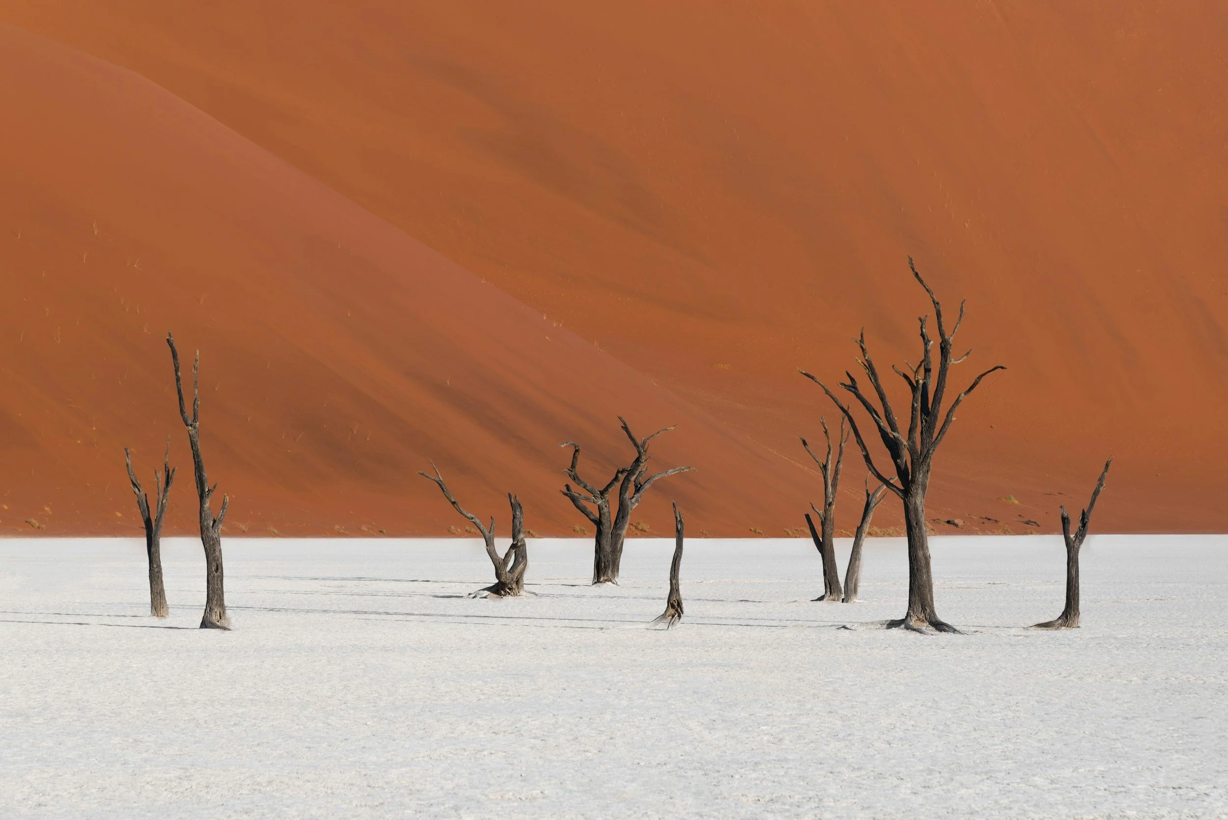 Dead trees in a white salt flat with a large red sand dune in the background.