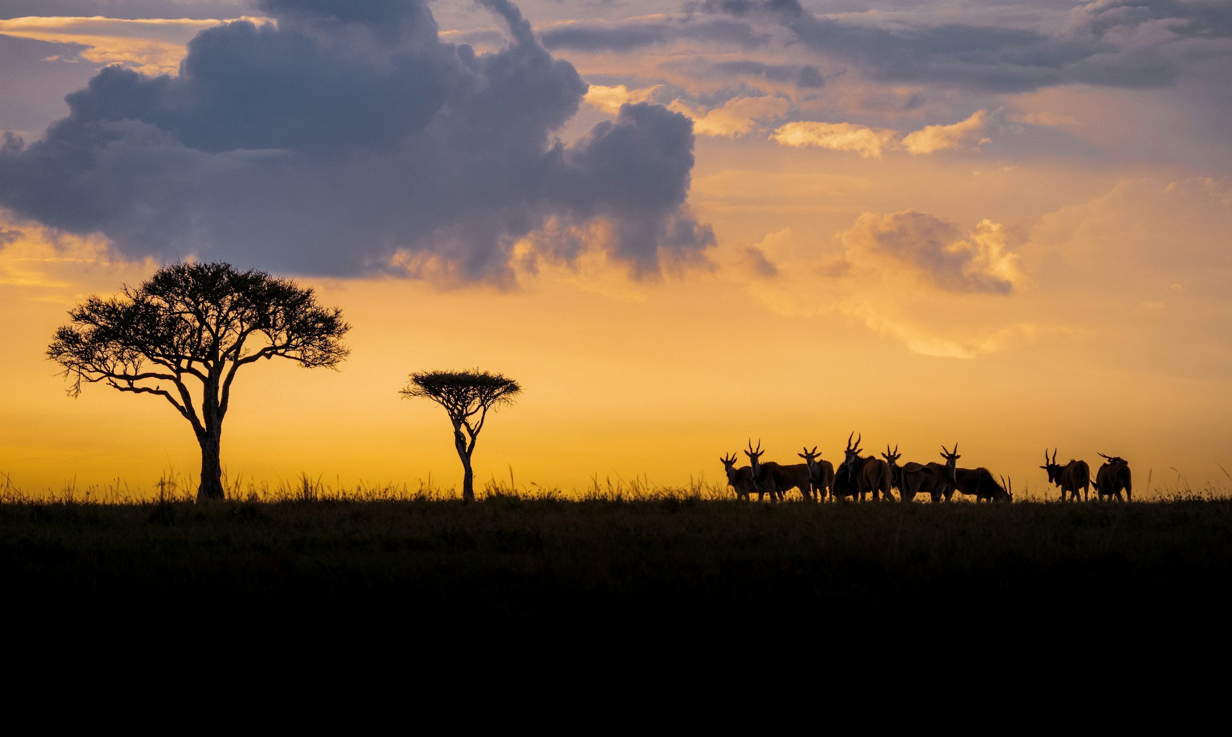 Silhouette of acacia trees and a herd of antelopes at sunset in the savannah.