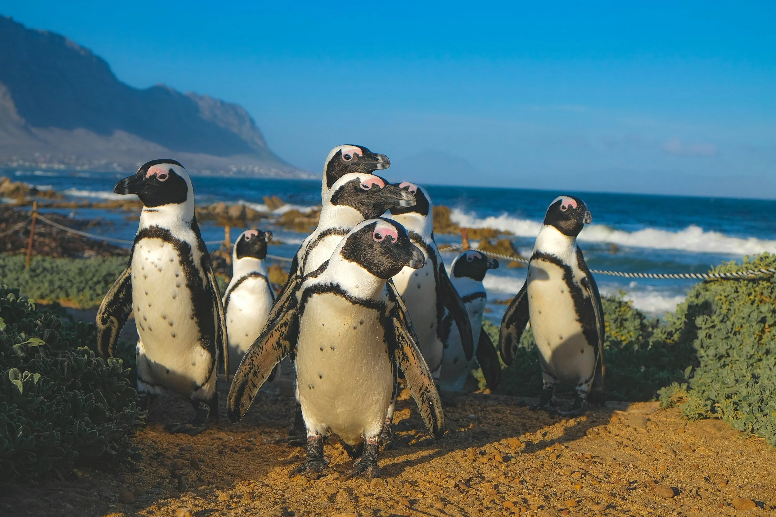 Group of African penguins walking along a sandy beach with the ocean and mountains in the background.