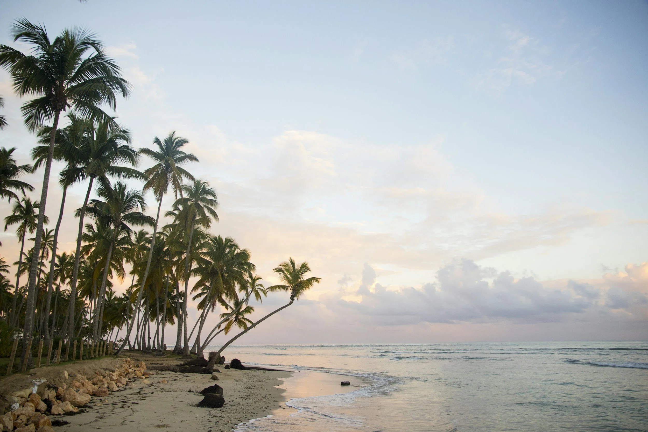 A tropical beach scene with a line of palm trees on the left and calm ocean waves on the right during sunset or sunrise.