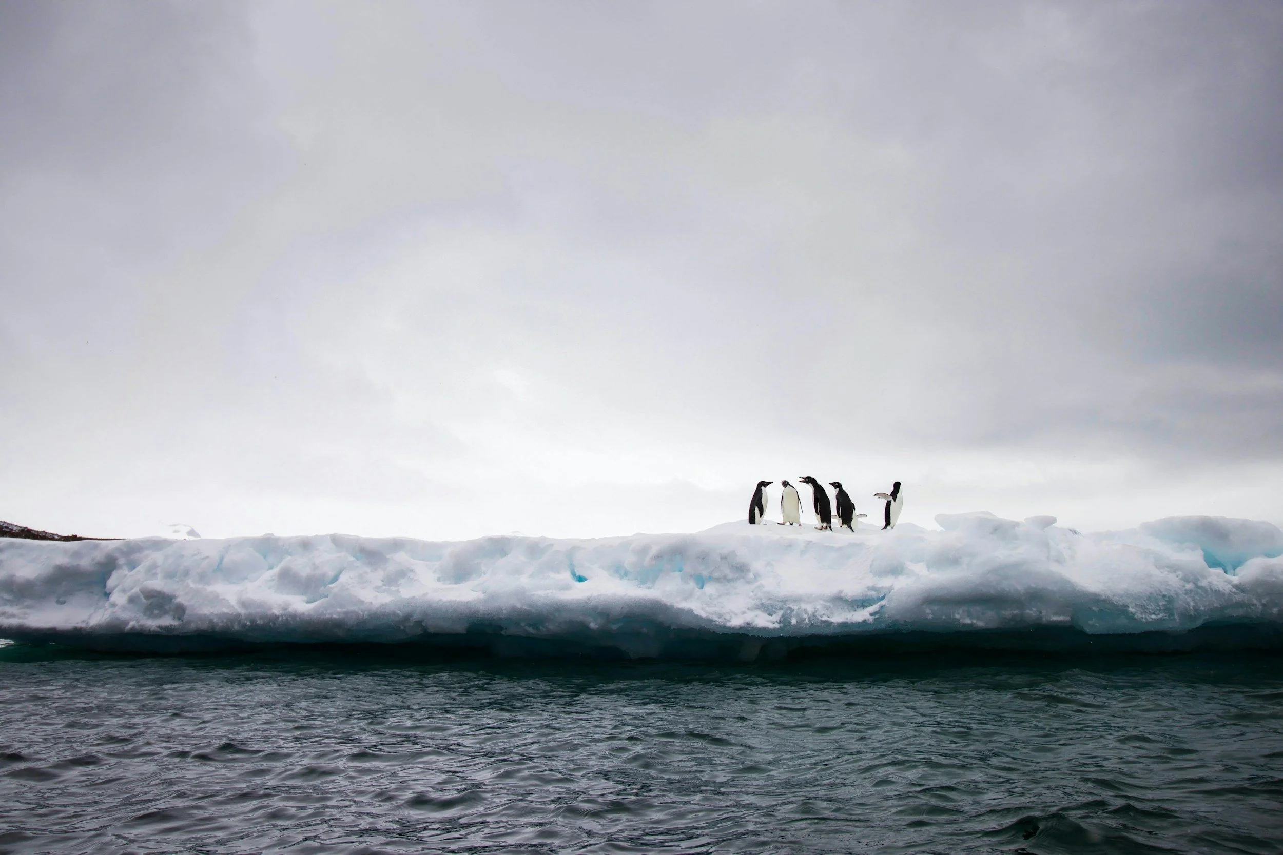 Group of penguins standing on an ice floe in icy waters under a cloudy sky.