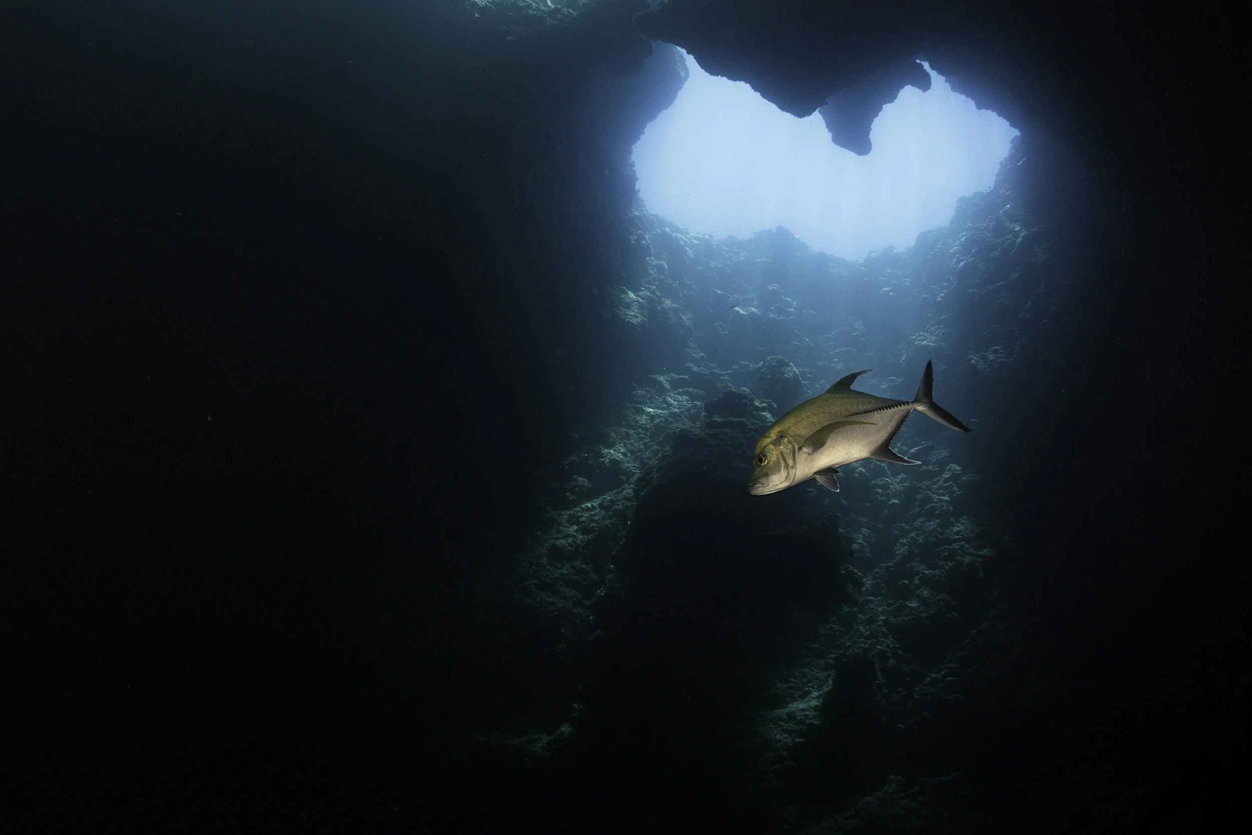 Underwater scene with a fish swimming near the rocky cave opening, visible light streaming from above.