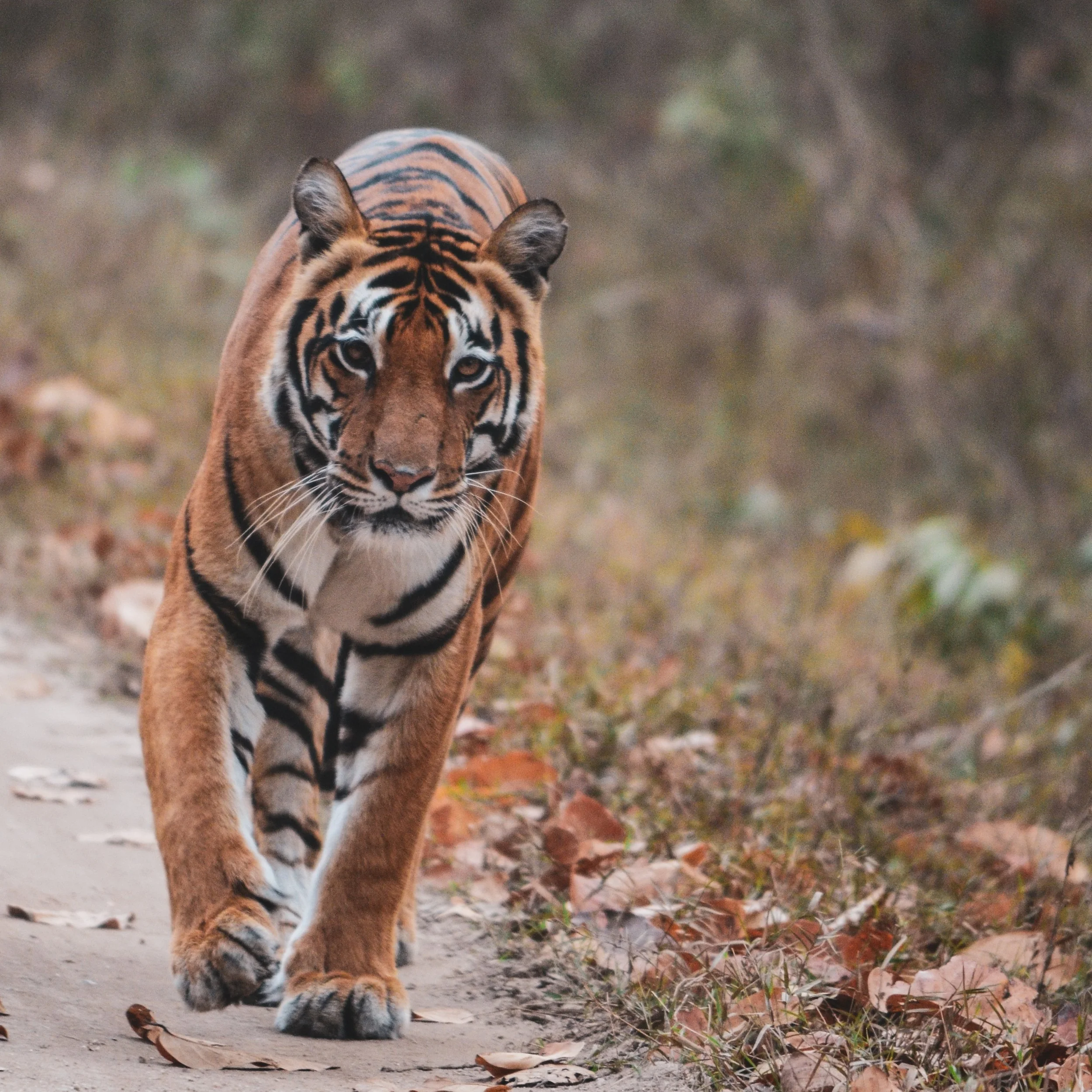 a female tiger strolls the road in Kanha National Park on safari in India