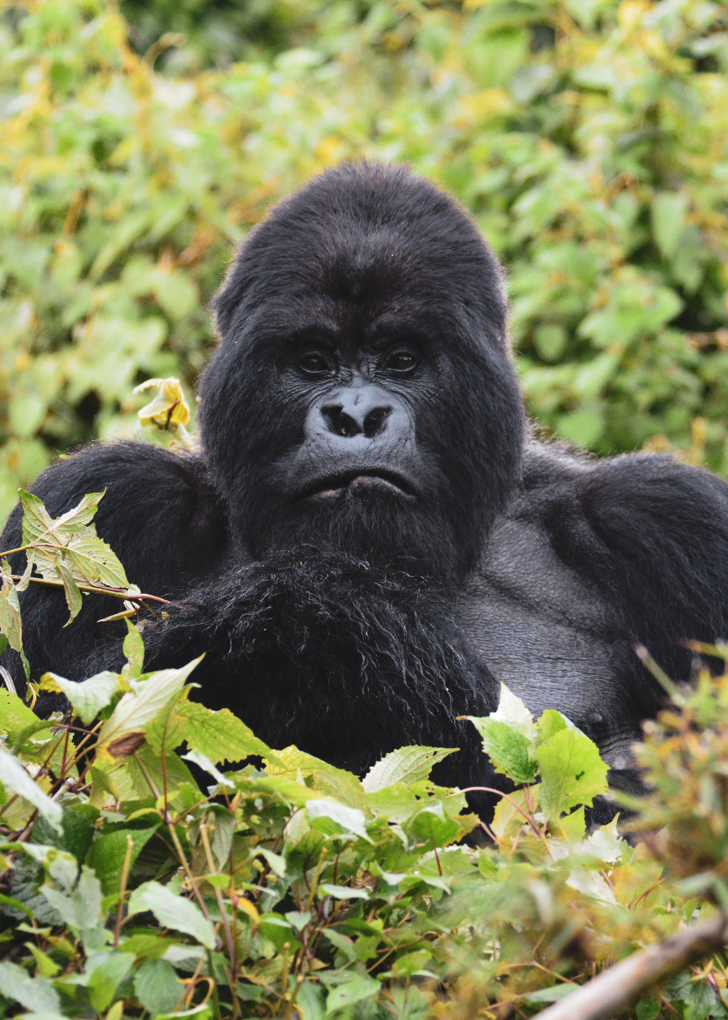 Guhonda the silverback gorilla of the Sabyinyo group in Volcanoes National Park Rwanda