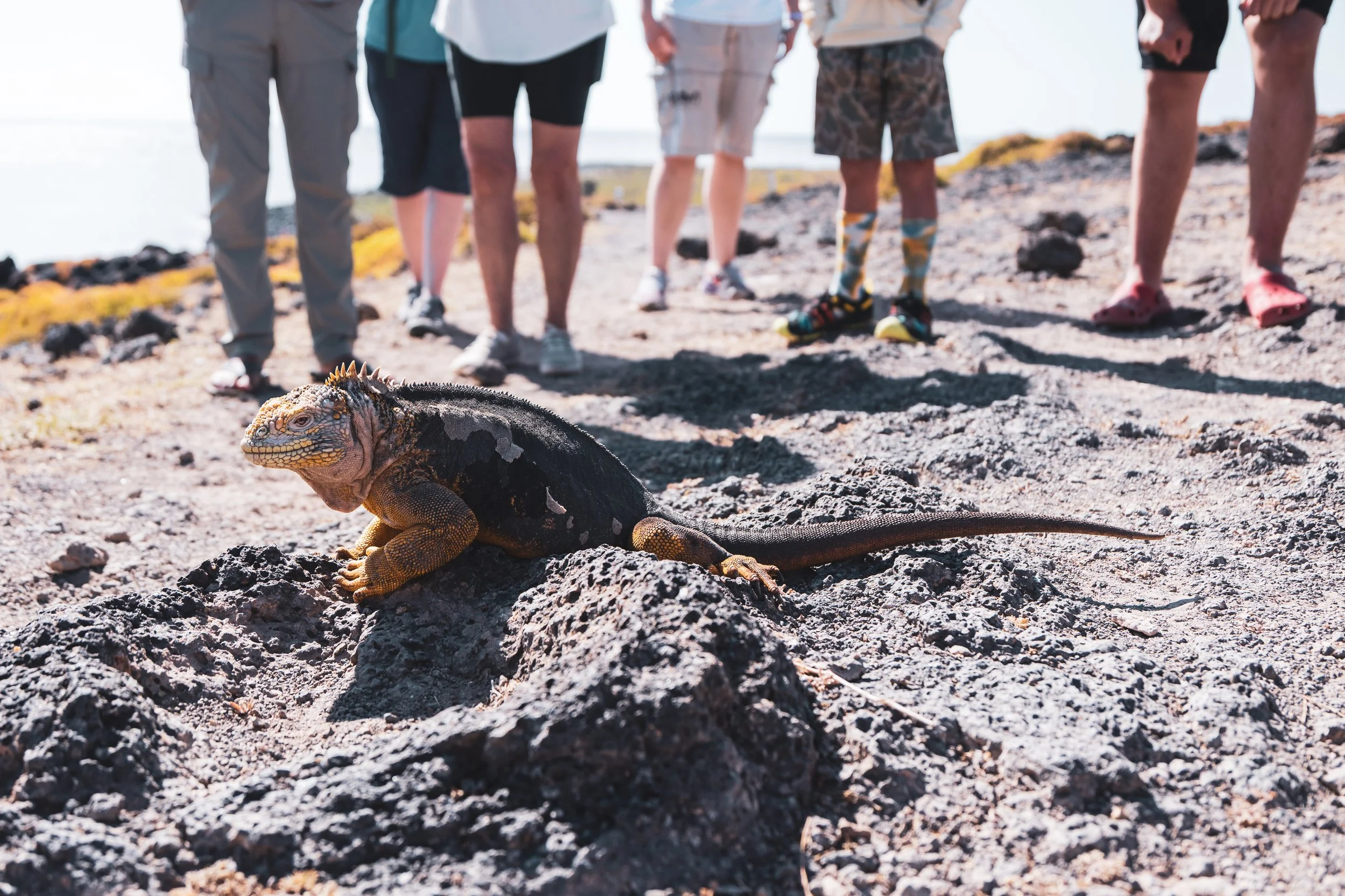 Iguana in the Galapagos Islands with people in the background