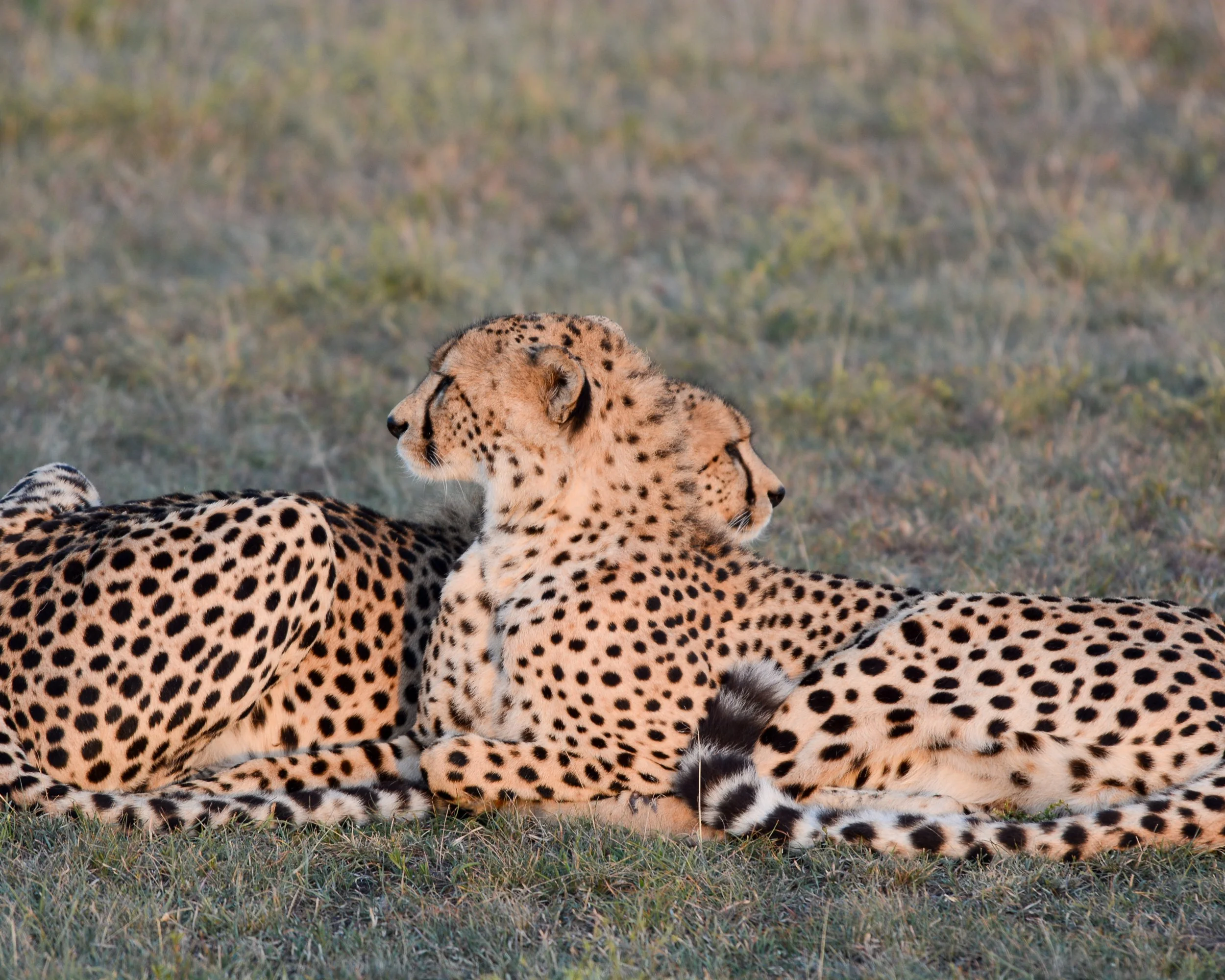 Underwater scene with coral reef, various corals, and fish; two scuba divers exploring the reef.