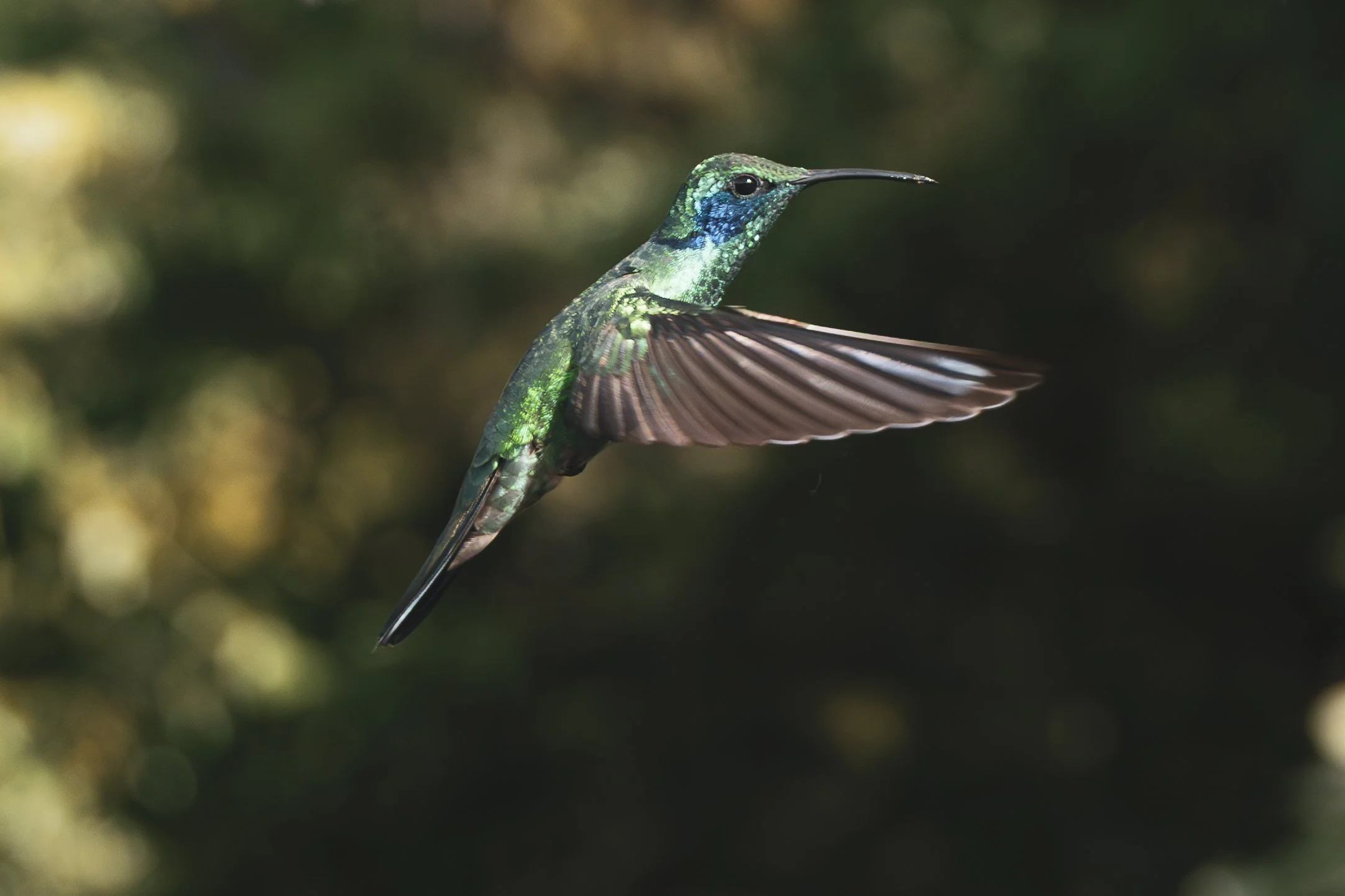 A hummingbird in flight in the cloud forest of Panama