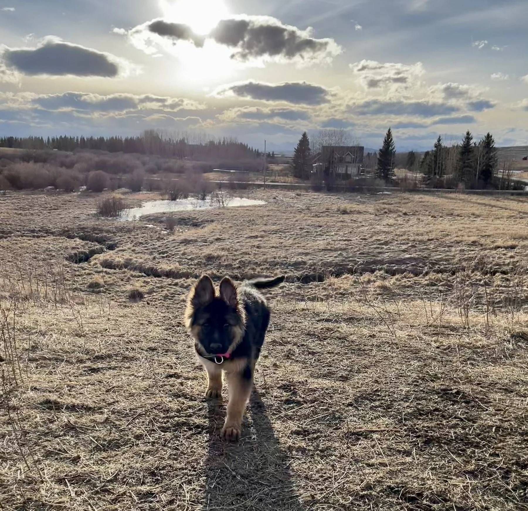 A black and tan puppy walking towards the camera in a rural field with dry grass, with a partly cloudy sky and houses in the distance.