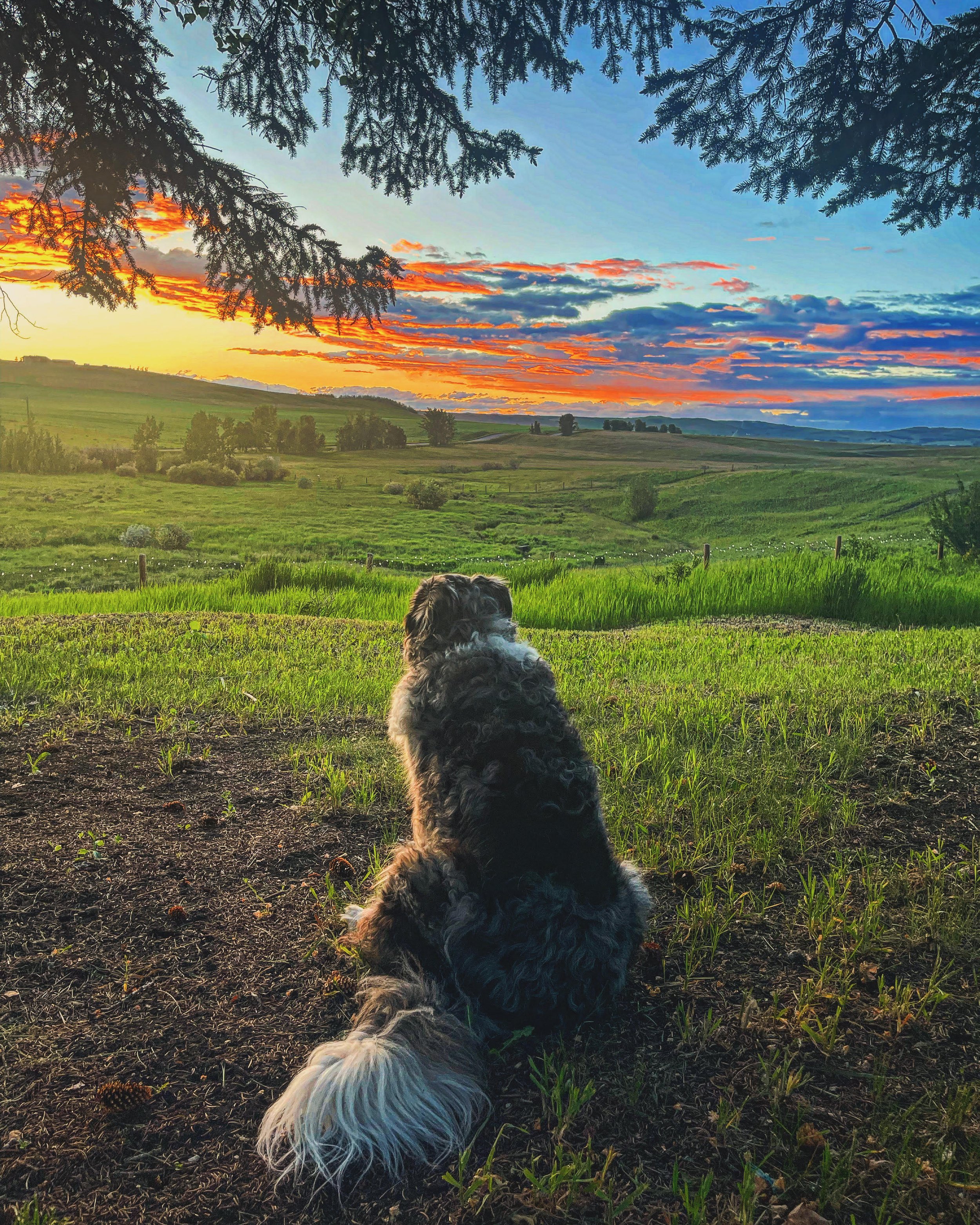 A scenic landscape at sunset showing a colorful sky with orange, pink, and blue hues, rolling green hills, and trees in the distance. In the foreground, a fluffy dog with black and white fur is sitting on grass, looking towards the horizon, with tree