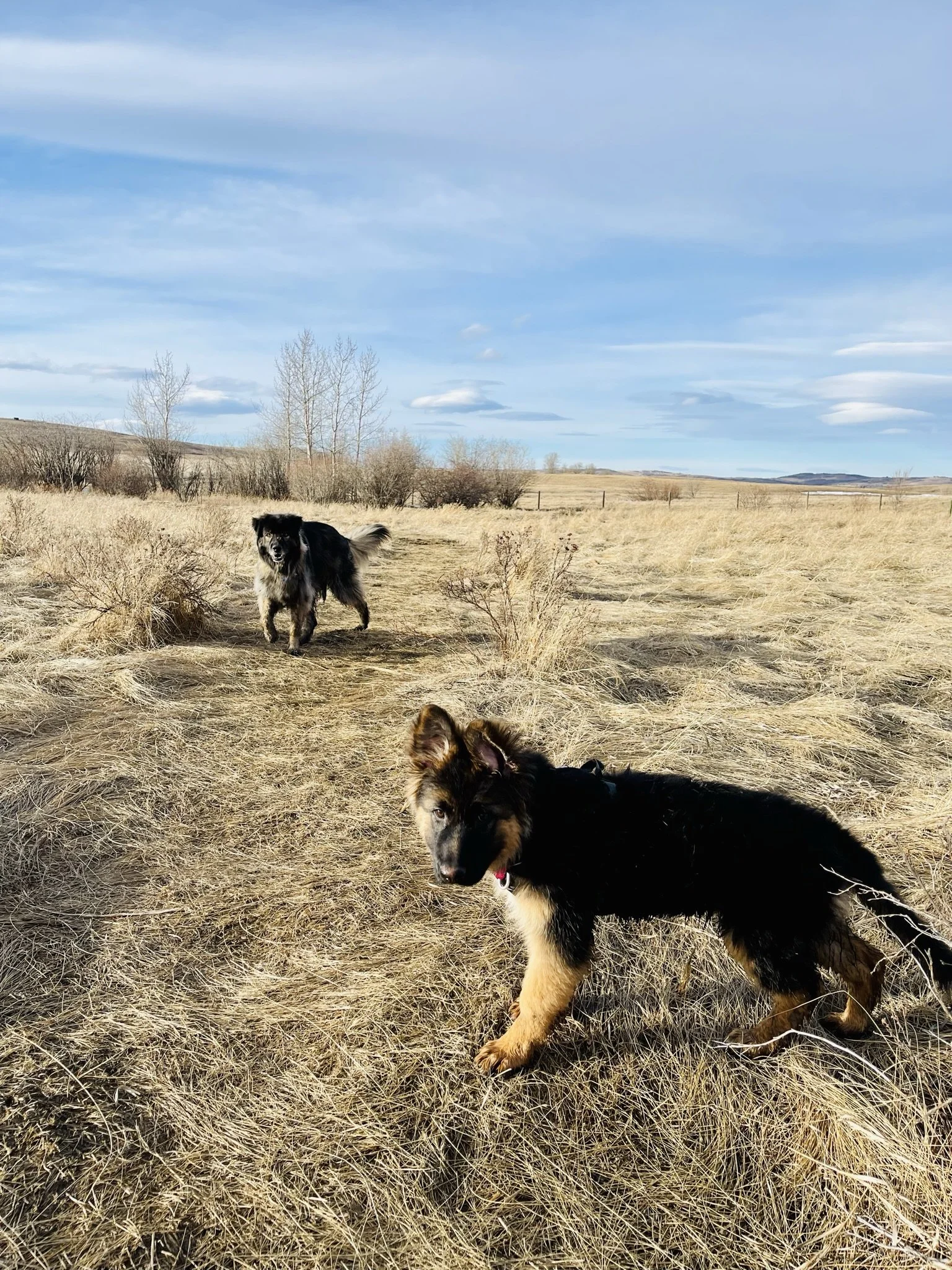 Two dogs in a grassy, open field with a dirt path, leafless trees, and a blue sky with clouds.