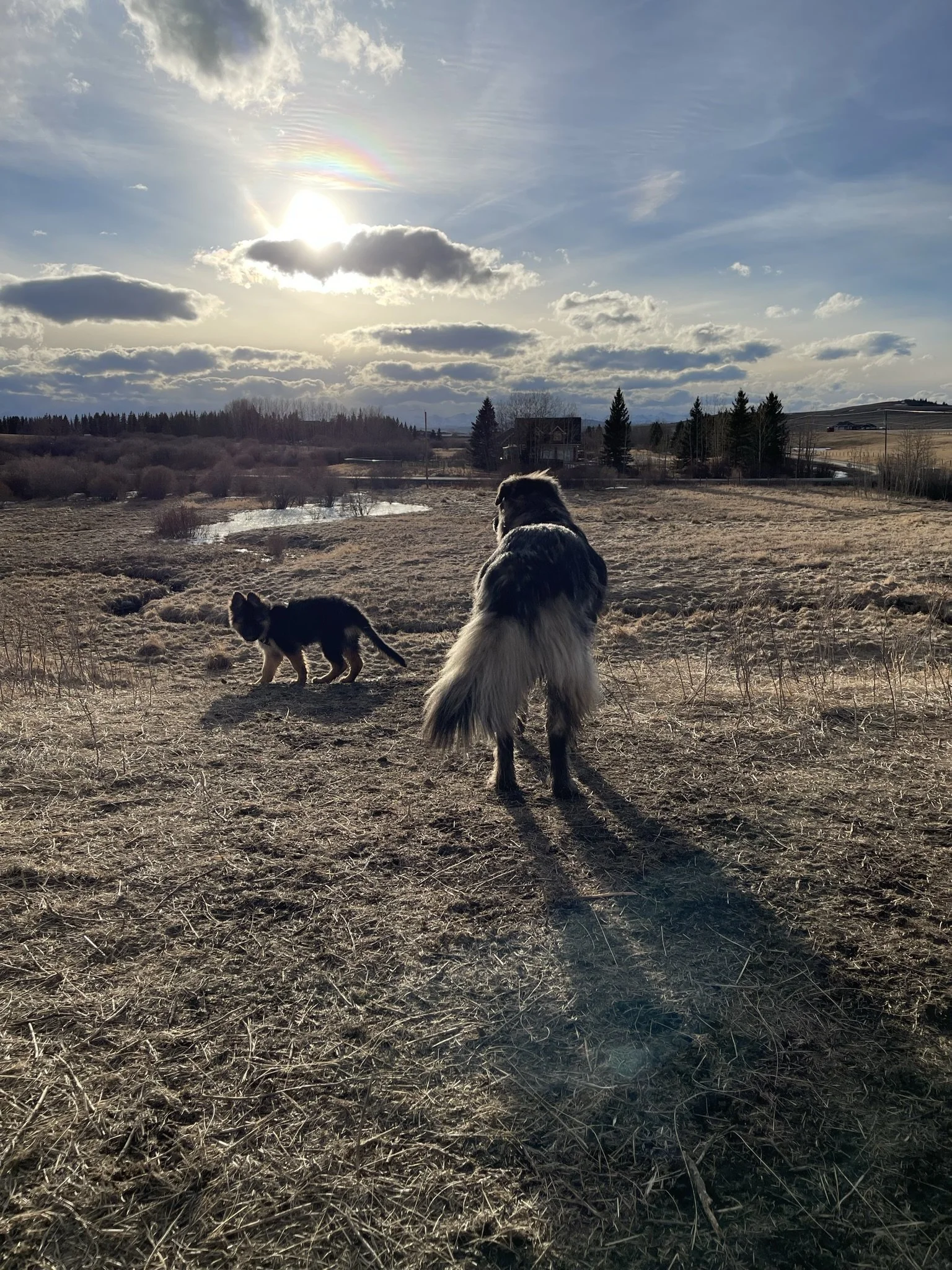 A landscape with a partly cloudy sky, the sun shining through clouds, and an iridescent rainbow. In the foreground, two dogs are seen; one large dog sitting and another smaller dog walking on dry grass, with a pond, trees, and houses in the backgroun