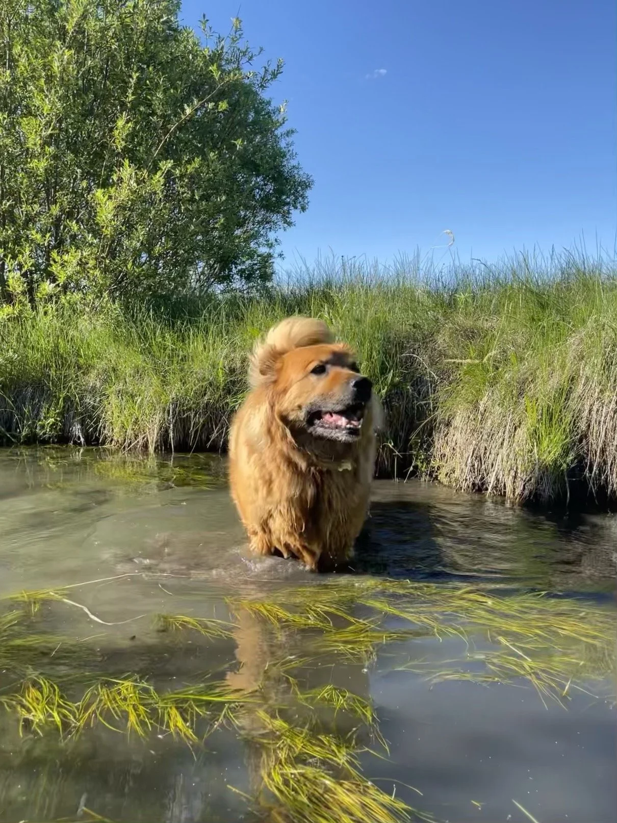 Golden retriever dog standing in shallow water with grass underwater, surrounded by green bushes and tall grass under a clear blue sky.