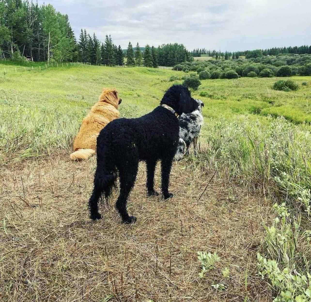 Three dogs sitting on a grassy hillside overlooking a lush, green landscape with trees in the background.