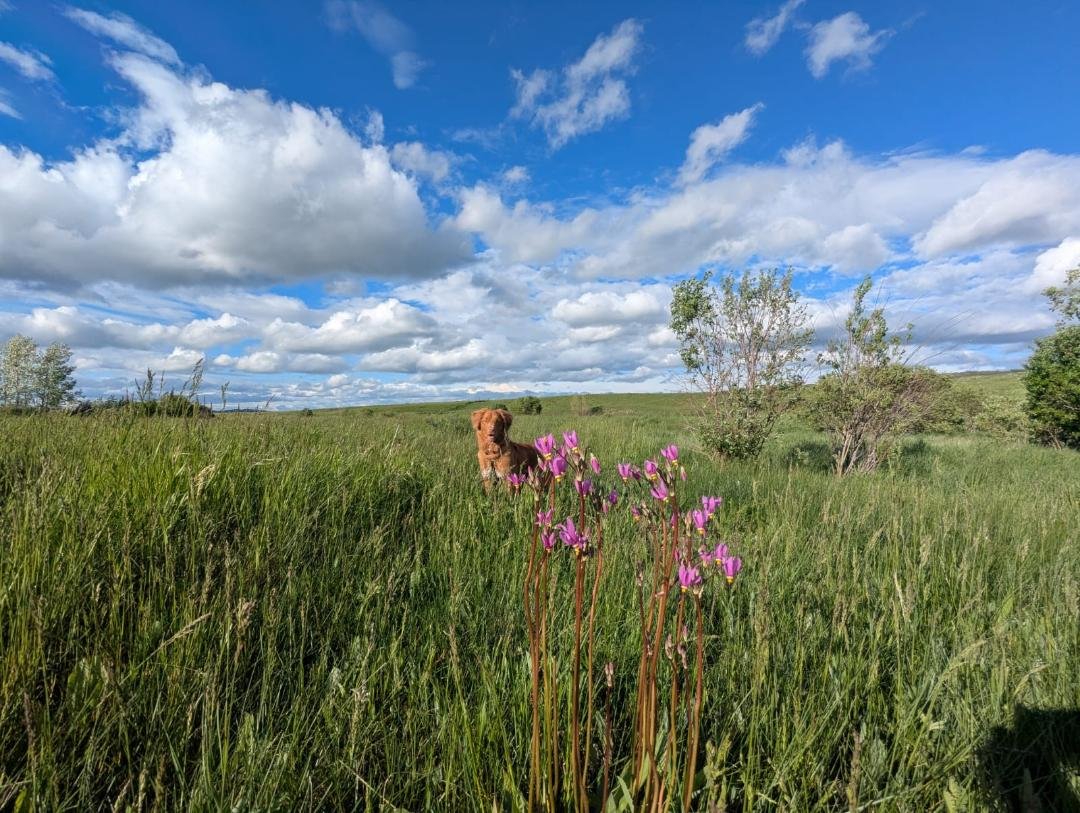 A field of tall green grass with a brown dog sitting near a cluster of pink flowers. There are small trees and shrubs in the background under a partly cloudy blue sky.