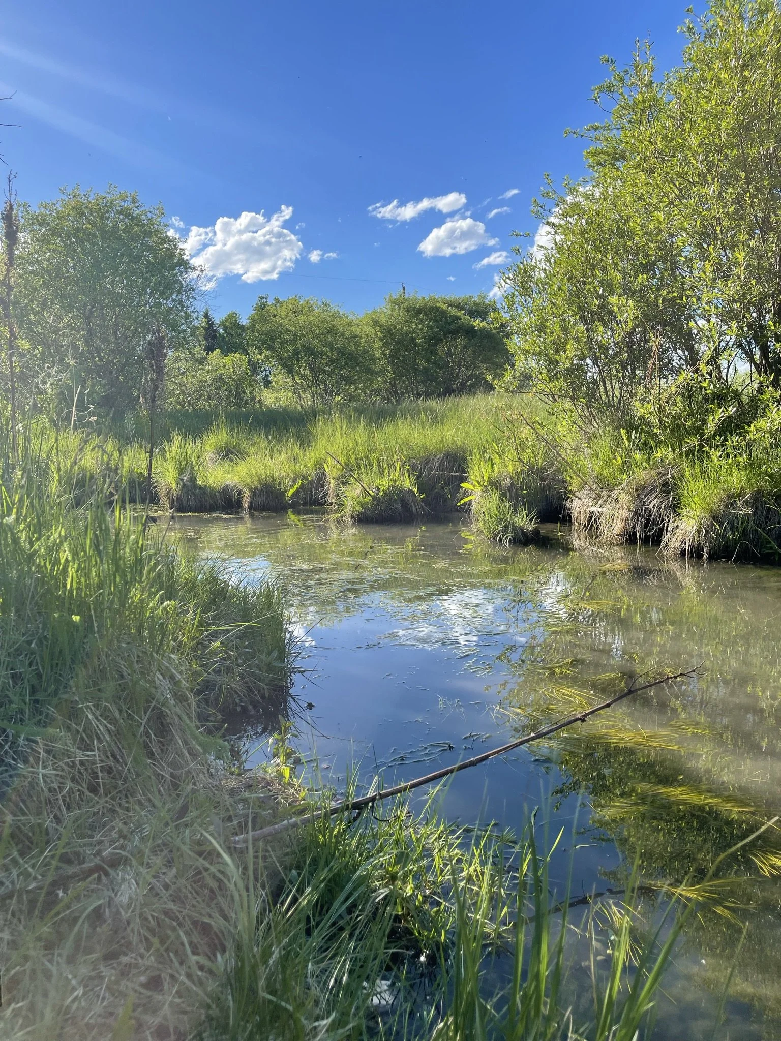 A peaceful scene of a small creek surrounded by lush green grass and trees under a bright blue sky with scattered white clouds.
