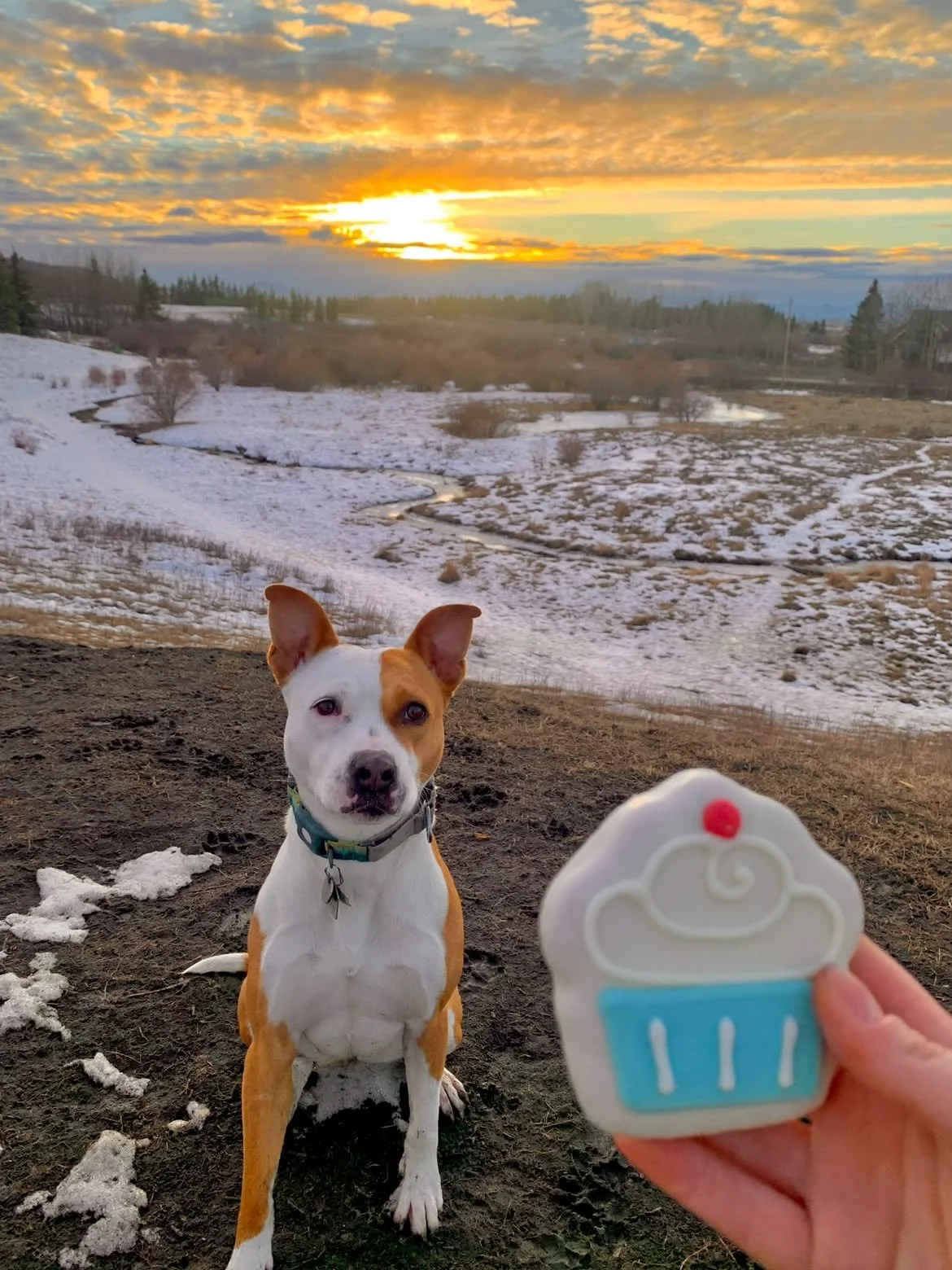 A dog with a white and brown coat sitting outdoors on dirt and snow, looking at a person holding a cupcake-shaped cookie in front of it. The background shows a winter landscape with a small river or stream, snow-covered fields, trees, and a sunset sk