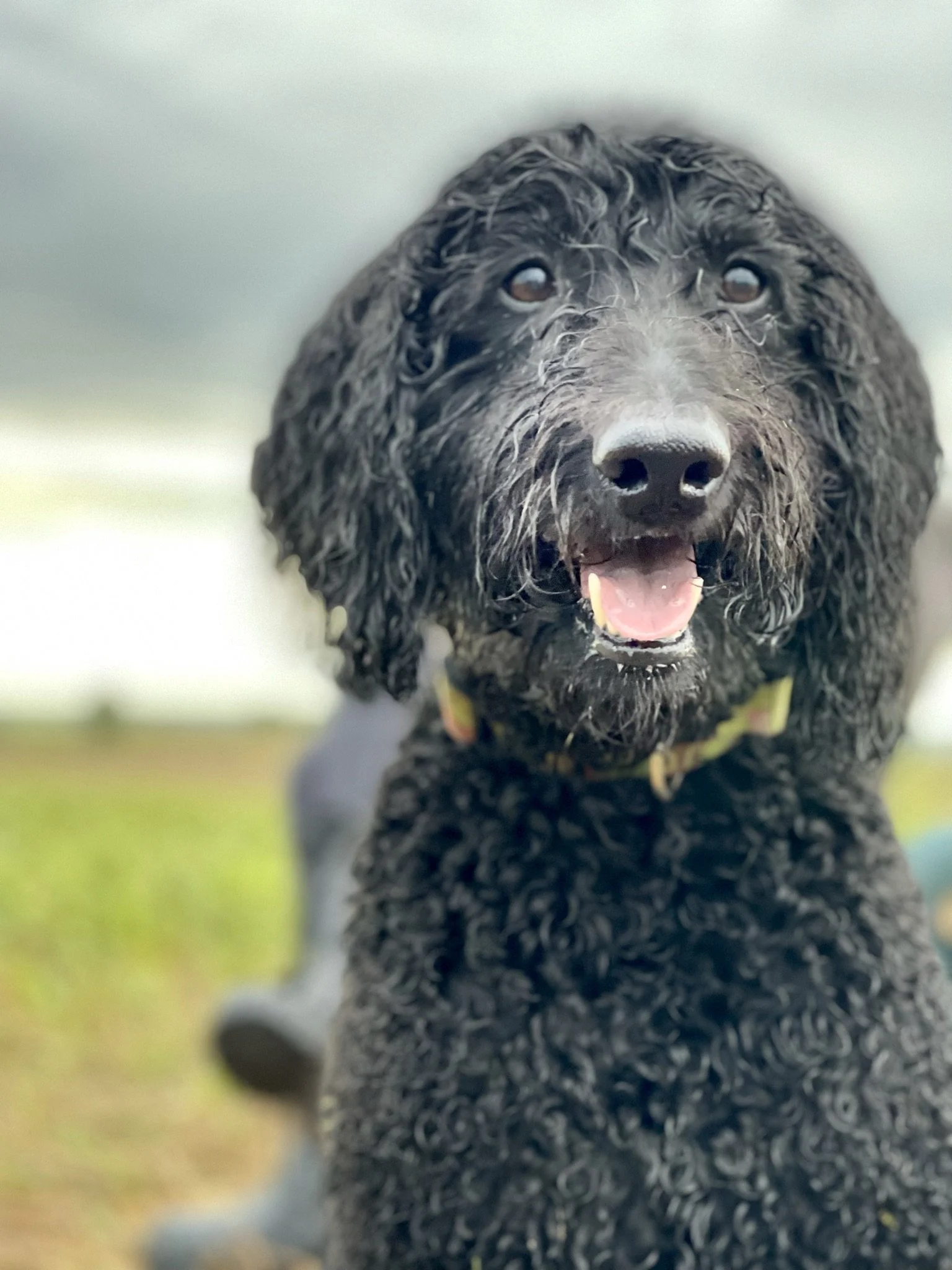 Close-up of a black curly-haired dog, likely a poodle mix, with its tongue slightly out and eyes looking upward.