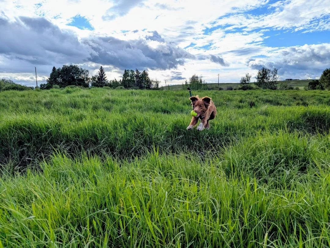 Dog jumping over tall green grass in a rural field with a tennis ball in its mouth, cloudy sky in the background.