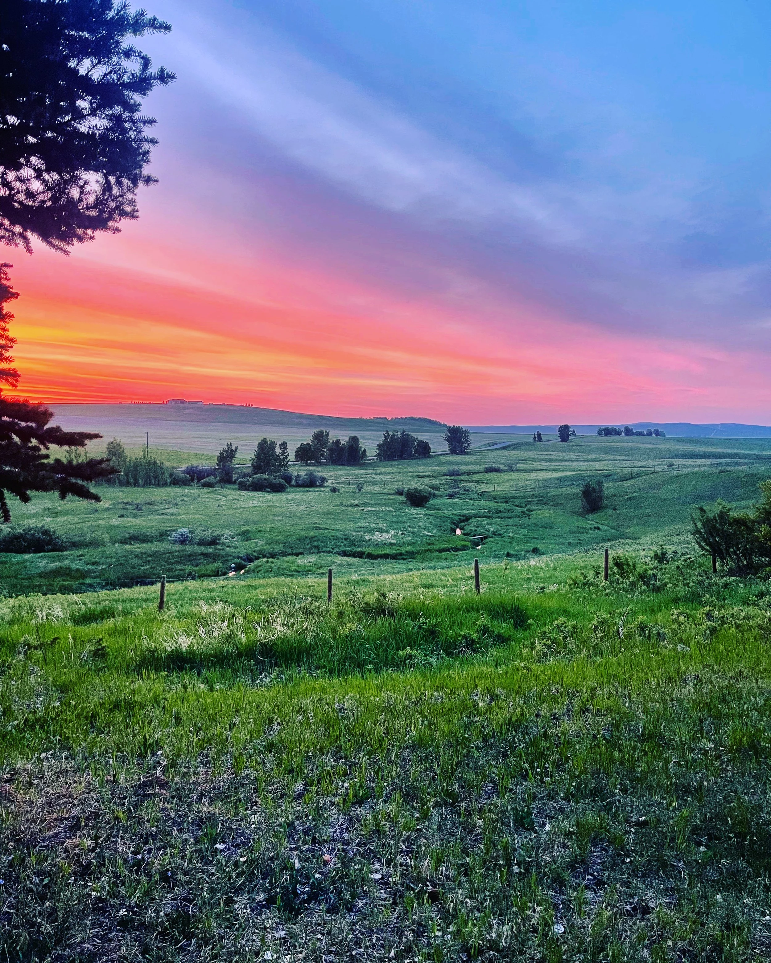A scenic landscape with a vibrant colorful sky during sunset, green grassy fields in the foreground, scattered trees across the landscape, a large pine tree on the left side, and distant hills on the horizon.