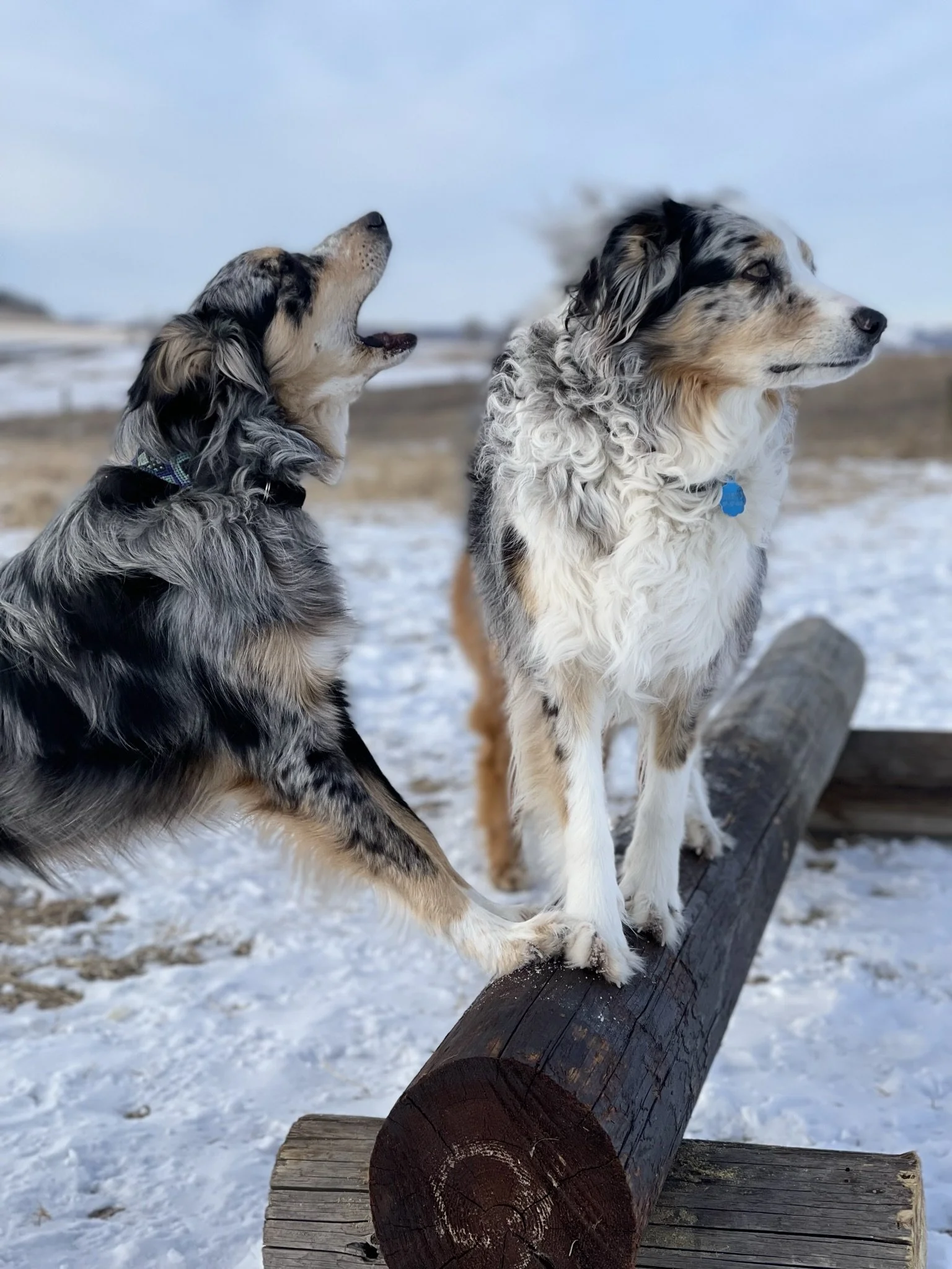 Two Australian Shepherd dogs standing on a large wooden log in a winter landscape with snow, grass, and a blue sky in the background.