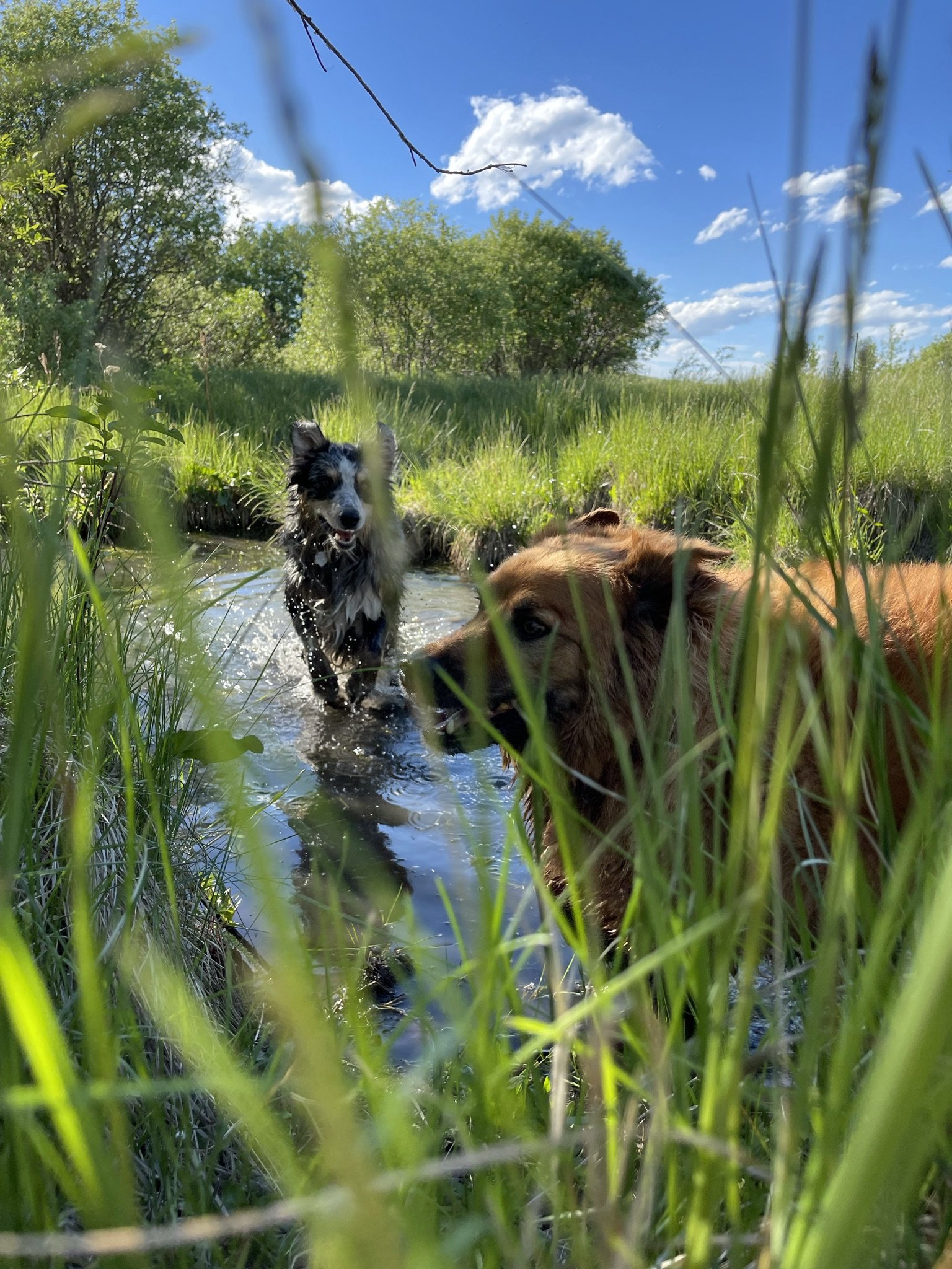 Two dogs playing in a small stream surrounded by tall green grass, trees, and a blue sky with some clouds.