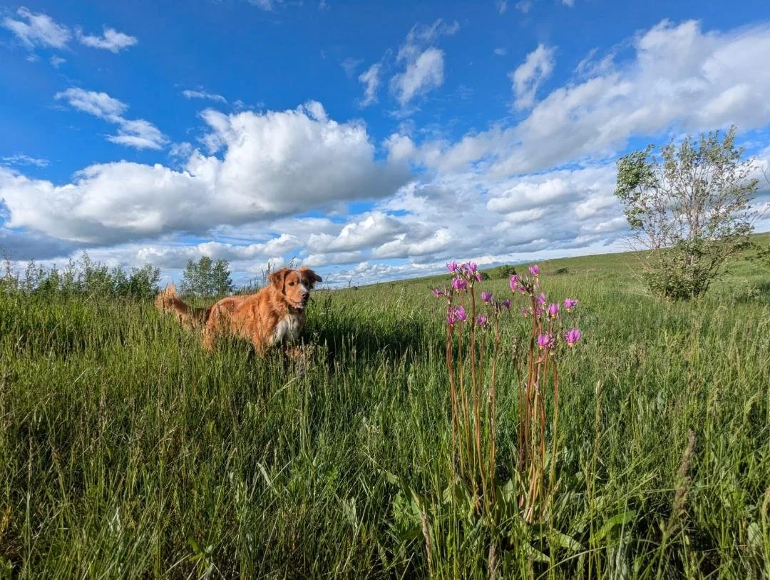 A brown dog standing in tall green grass in a rural landscape with a bright blue sky and white clouds, alongside purple wildflowers and a small tree in the background.