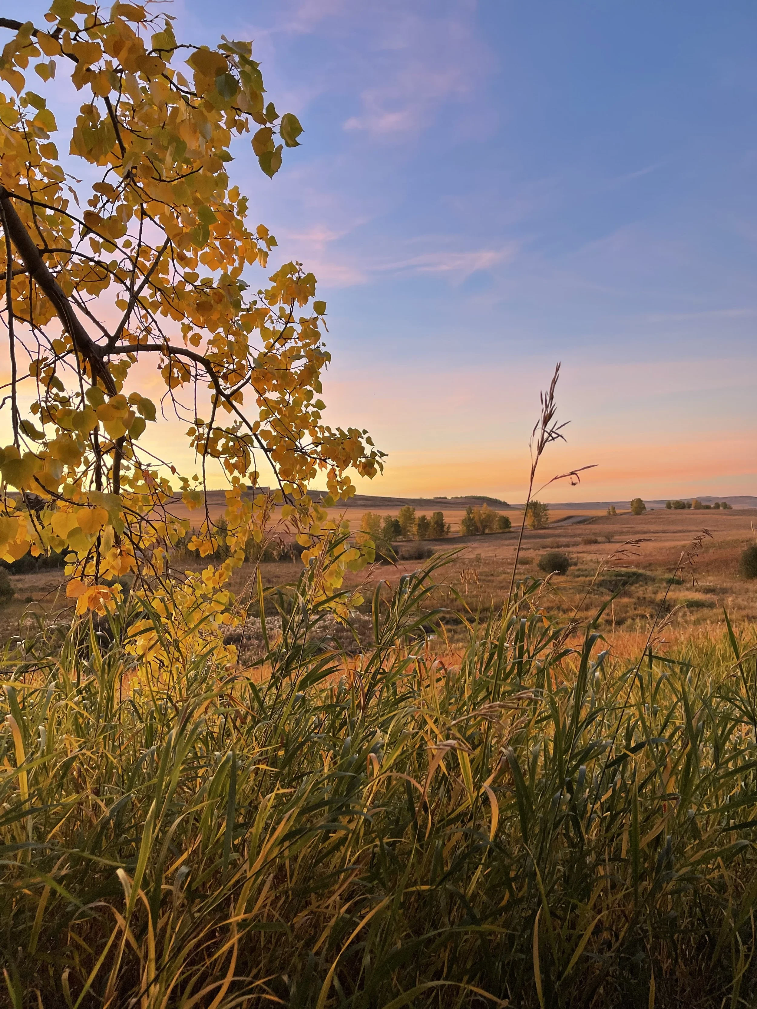 A landscape scene at sunset with a tree with yellow leaves in the foreground, open fields, and a blue sky with pink and purple clouds.