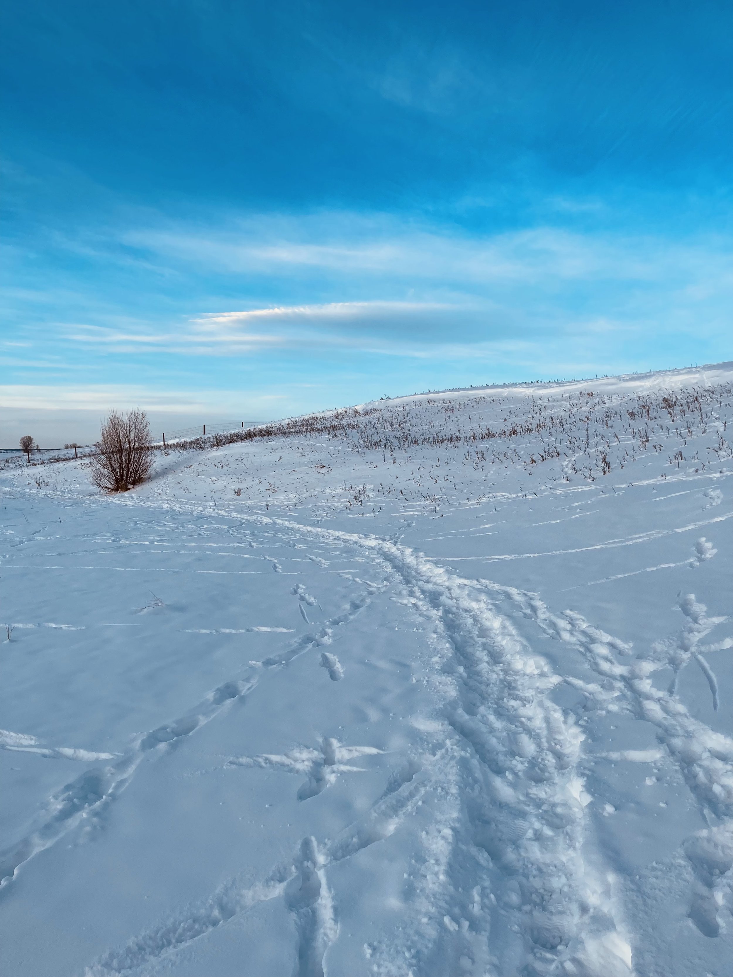 Snow-covered landscape with footprints in the foreground, a bush on the left, distant trees, and a partly cloudy blue sky.