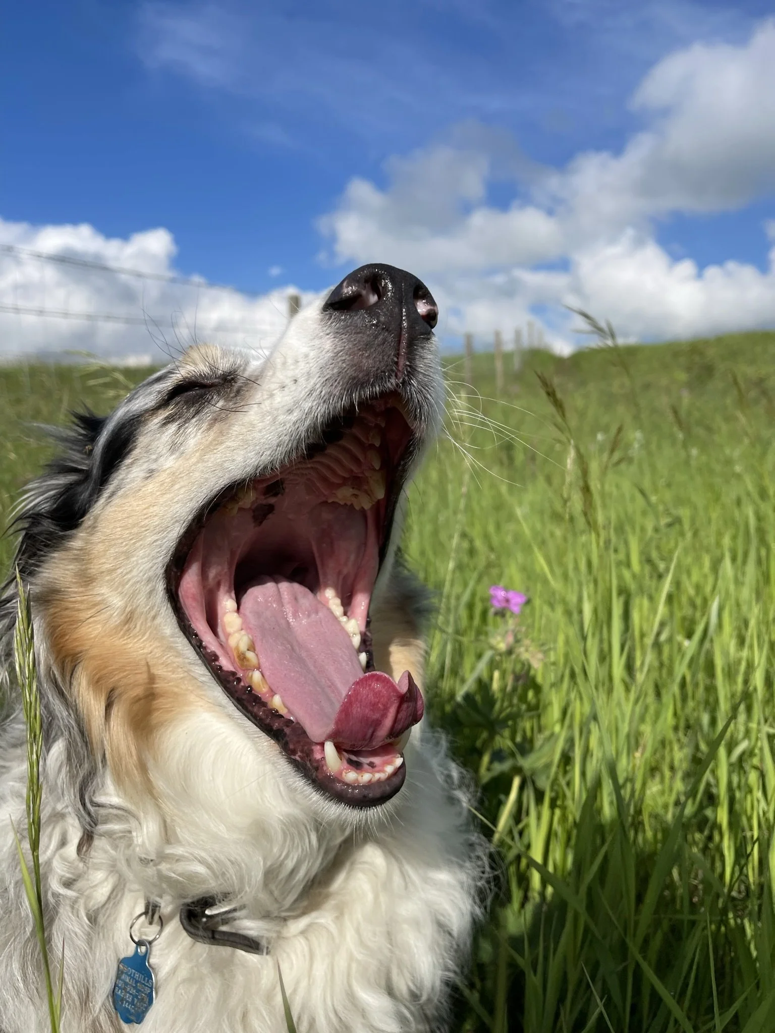 A close-up of an Australian Shepherd dog outdoors, with its mouth wide open yawning, set against a grassy field and blue sky with some clouds.