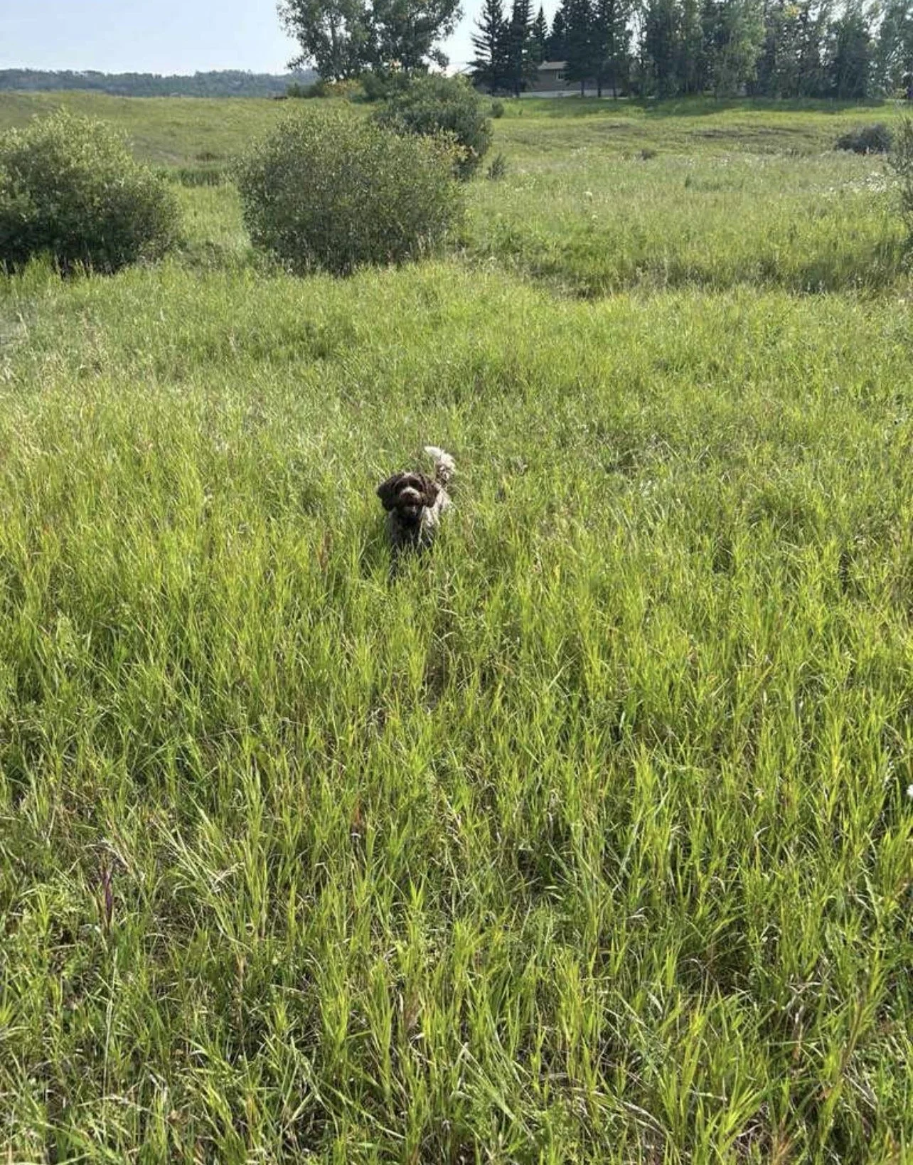 A small dog walking through tall green grass in an open field with trees and a house in the background.