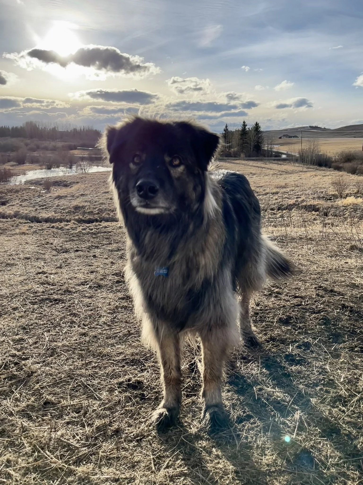 A dog with black, brown, and white fur standing in a field with dry grass, with a rural landscape and cloudy sky in the background.