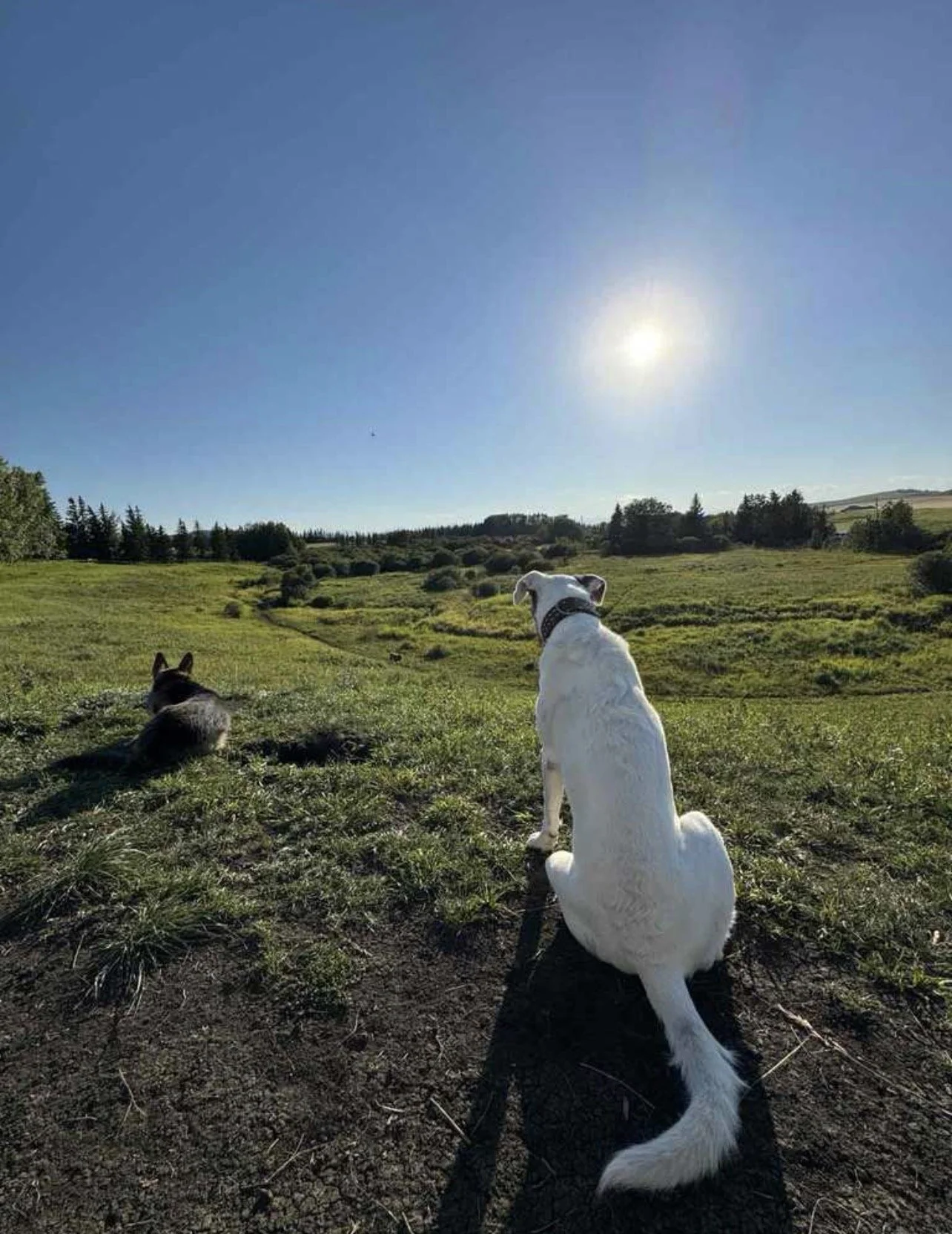 Two dogs sit on a grassy hillside, facing toward a landscape with trees and open fields under a clear blue sky with the sun shining.