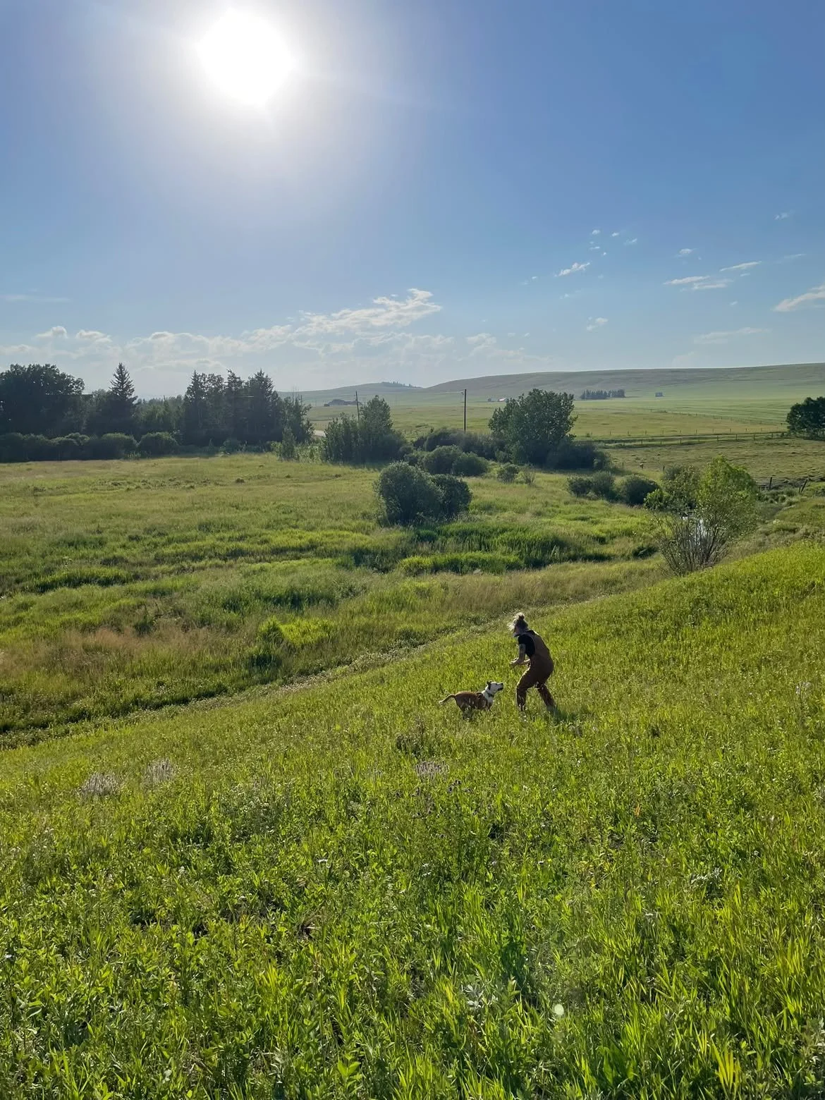 A person playing with a dog on a grassy hill in a rural landscape under a sunny sky.