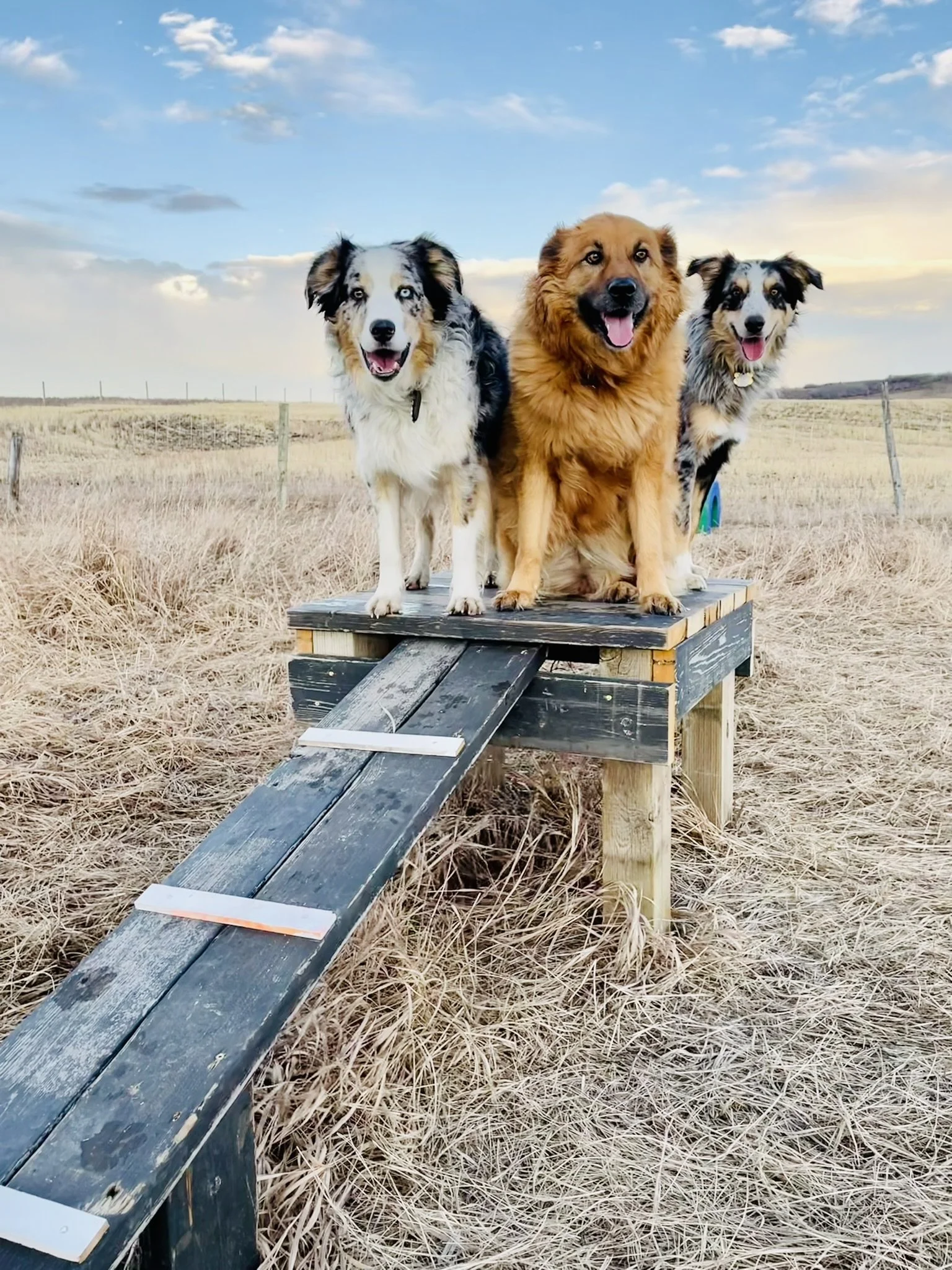 Three dogs standing on a small ramp in an open grassy field with a blue sky and clouds in the background.