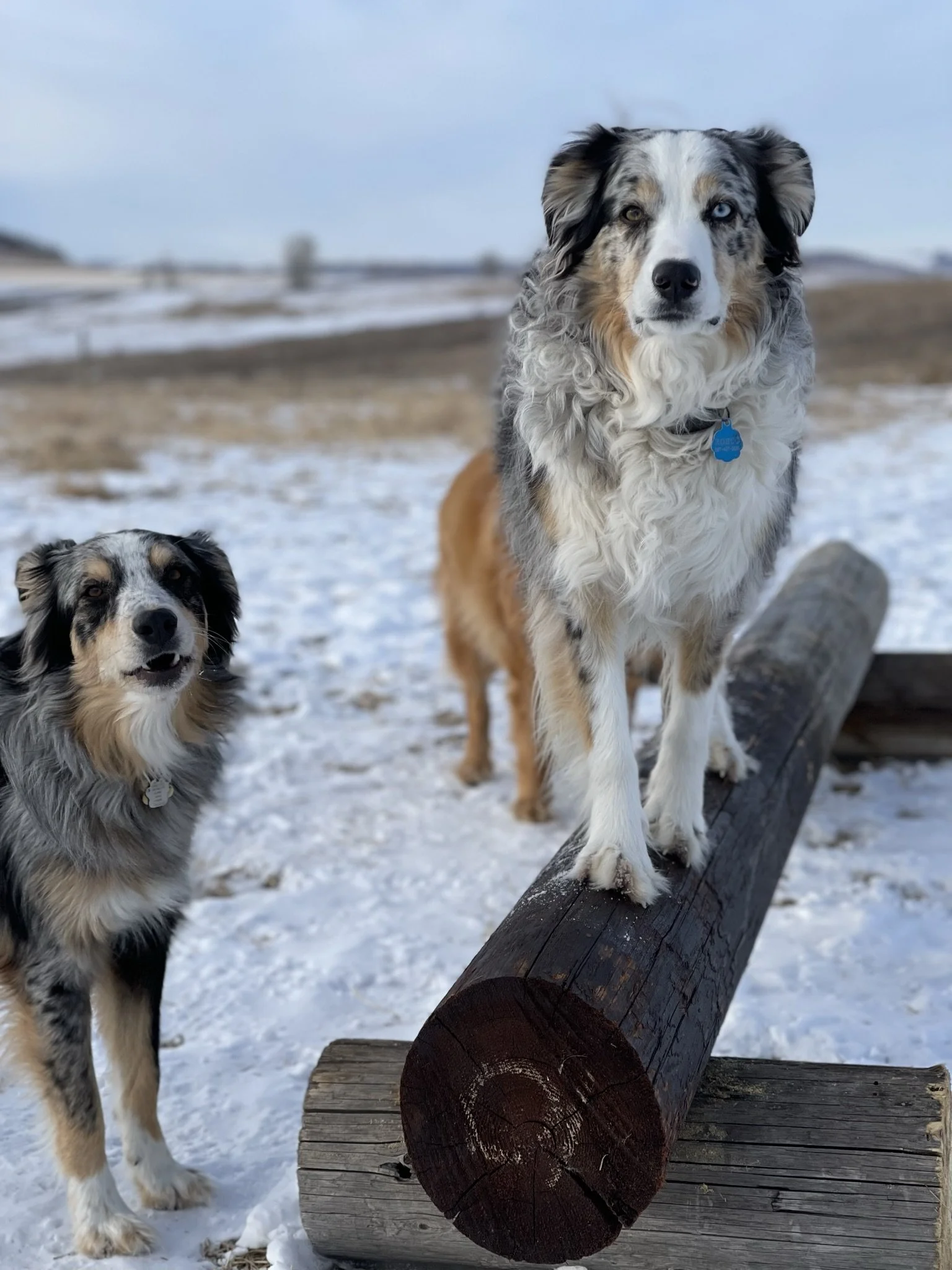Two Australian Shepherd dogs in a snowy outdoor setting, one standing on a wooden log, with a blurred background of snow and a fence.